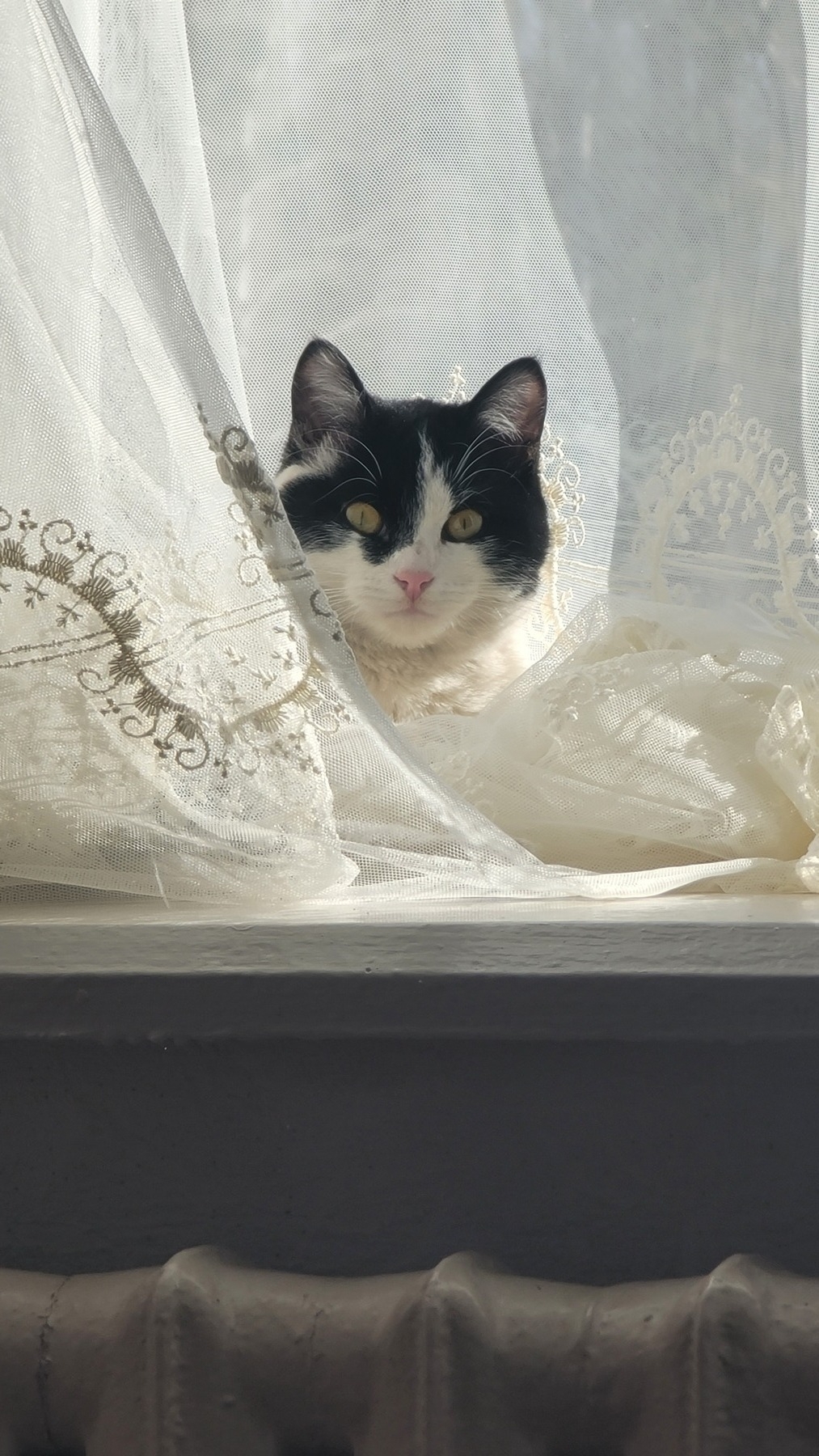 white cat with a black mask sitting on a white windowsill, partly behind sheer white curtains 