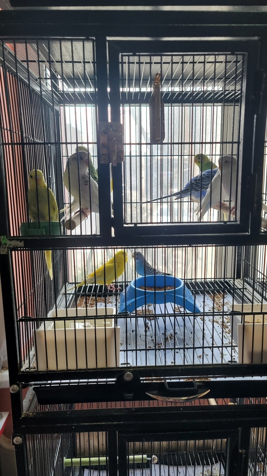9 colorful birds in a black cage