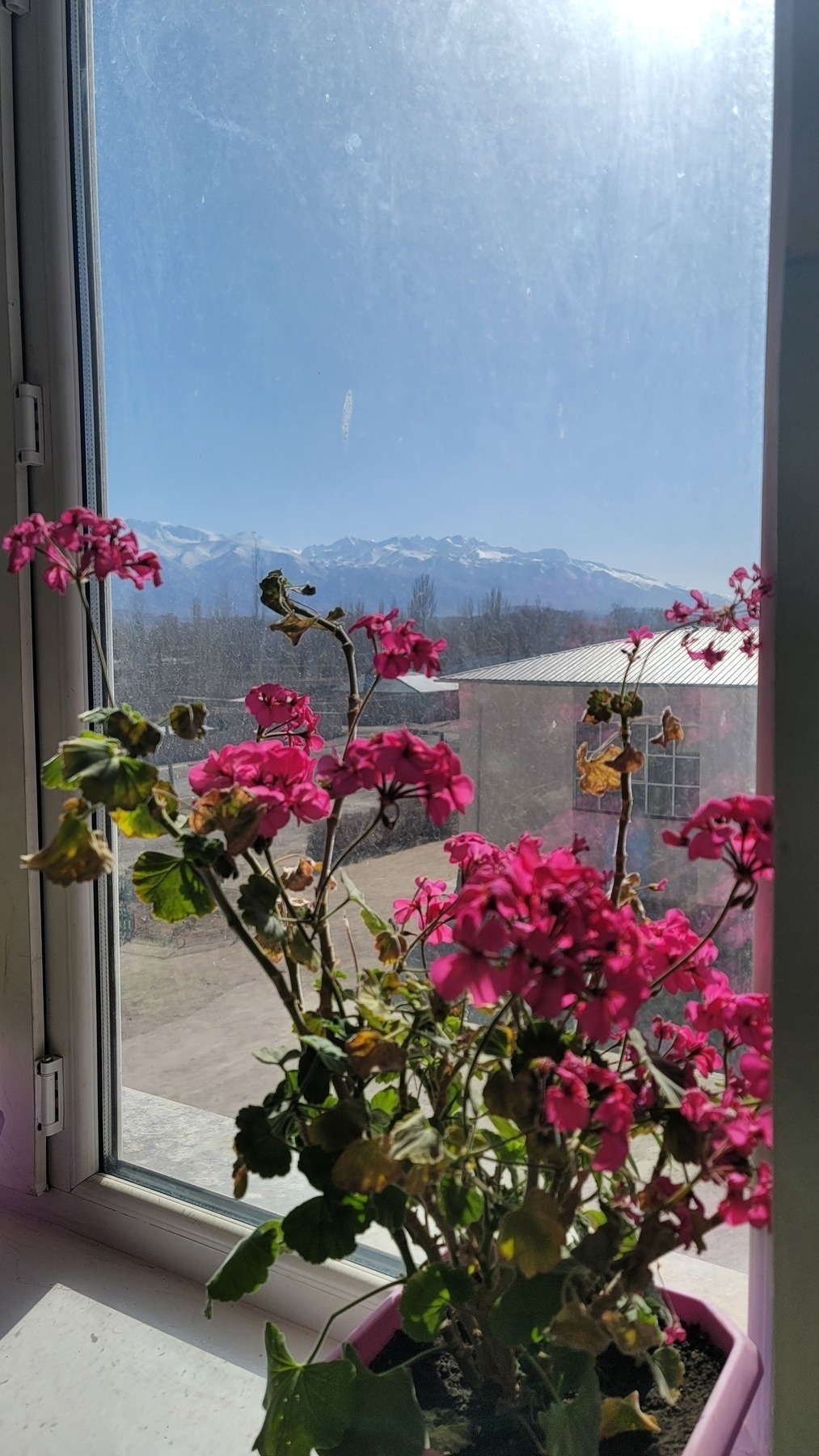 pink flowers on a plant in a lavender flower pot in front of a view of another part of my school and mountains