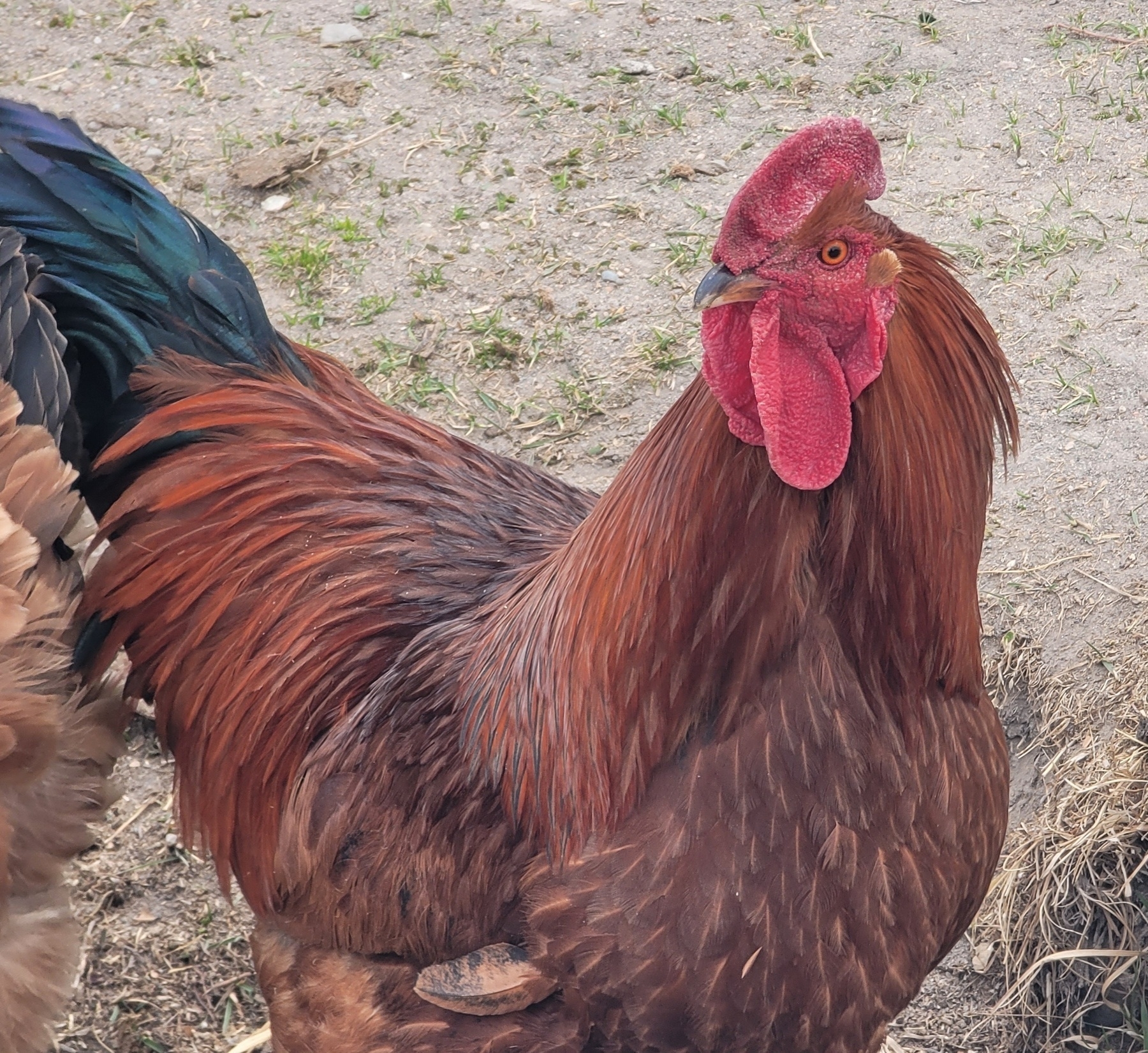 a brown rooster