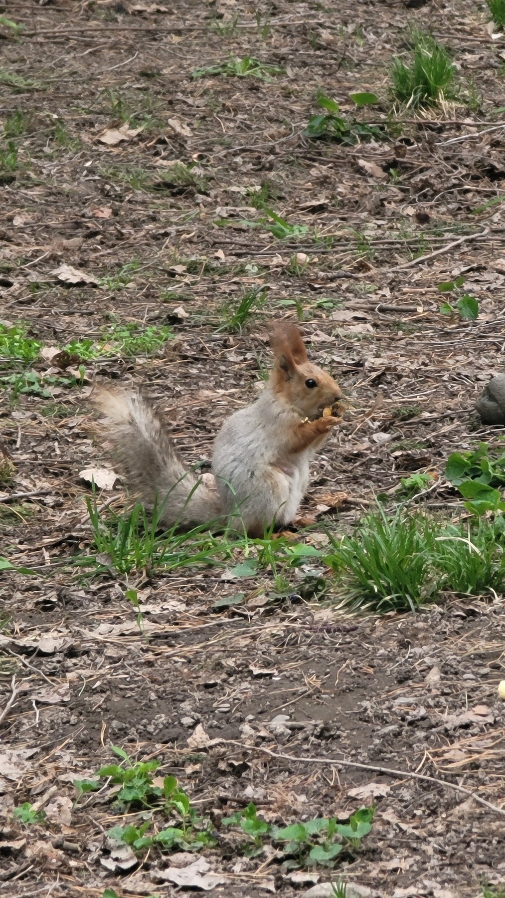 squirrel with gray body and brown furry ears eating an almond in a park