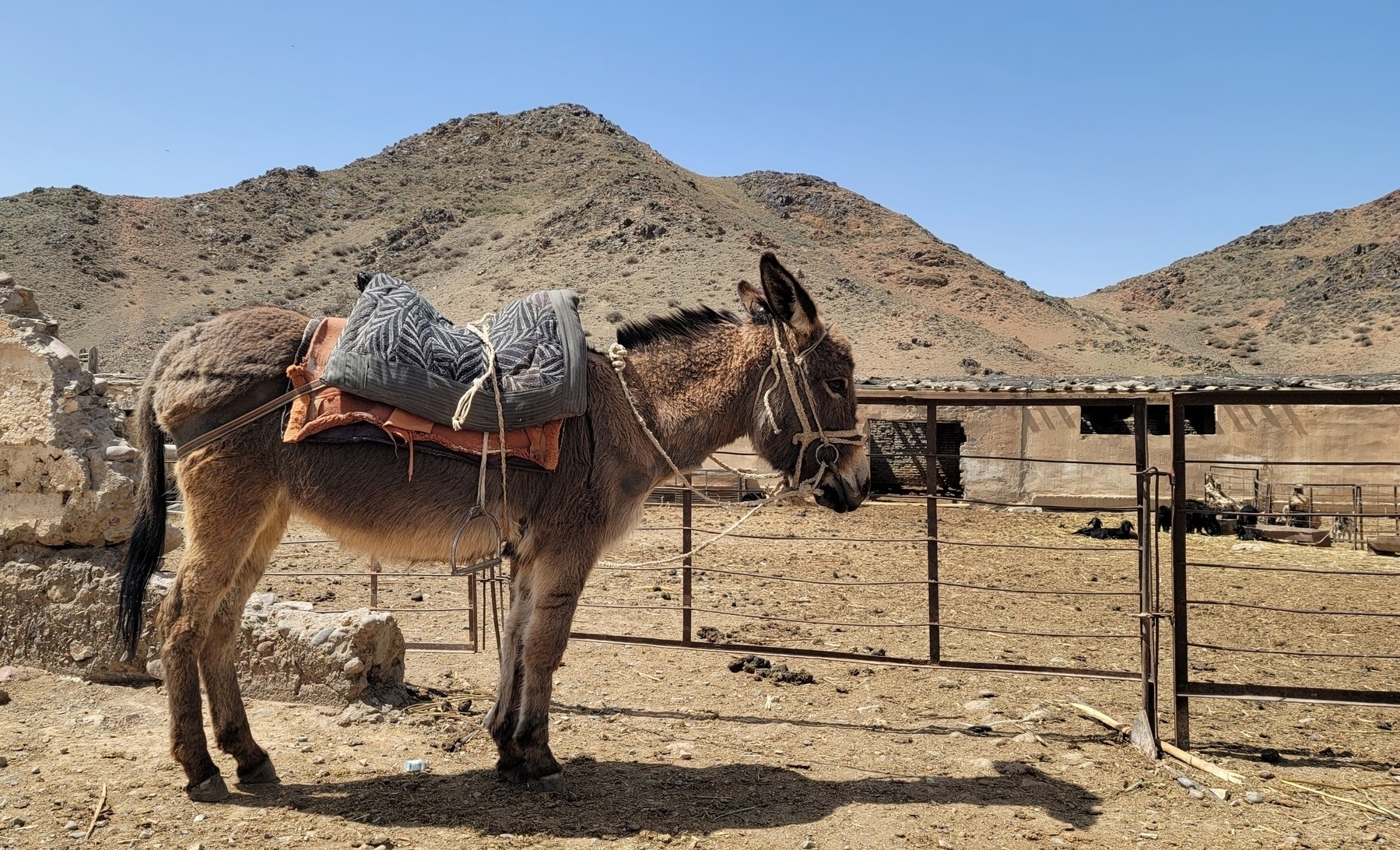 donkey with a saddle standing next to a fence, all in front of small, brown hills 