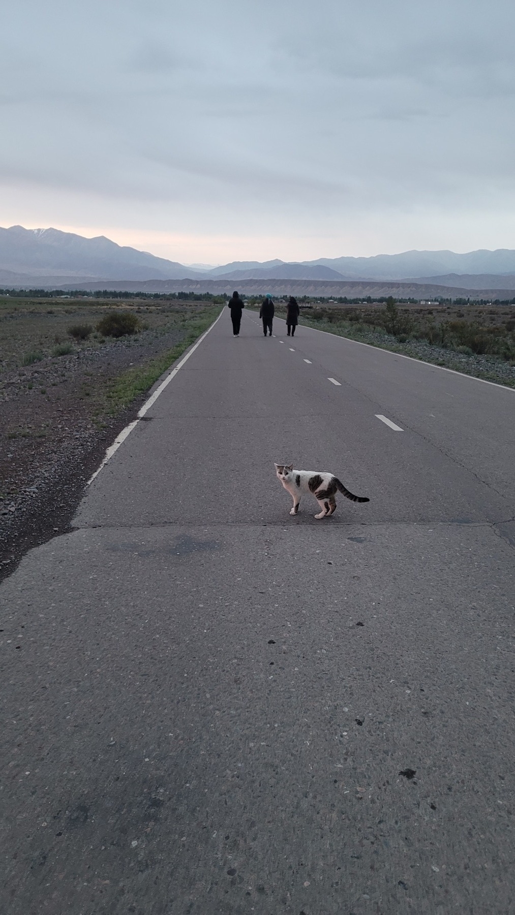 three women and a cat on a road