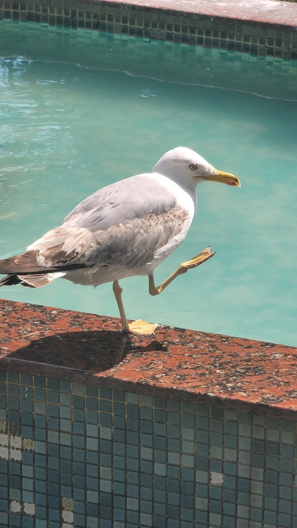 seagull standing on a fountain wall