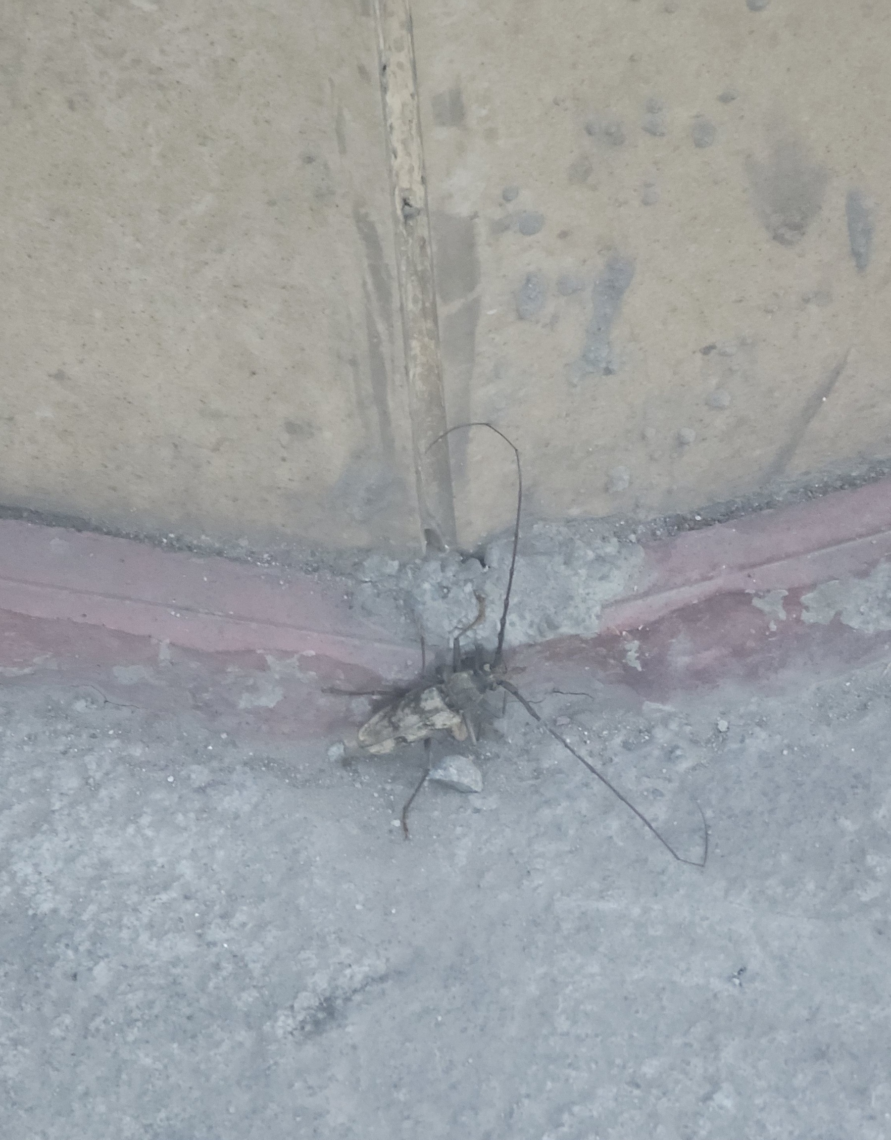 dark beetle with light gray body and black horizontal stripes running across. and long antennae