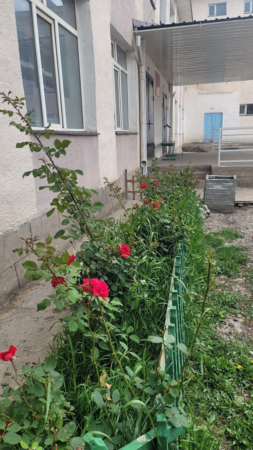 flowers and grass in a small fenced area on the left side of the main door into a school 