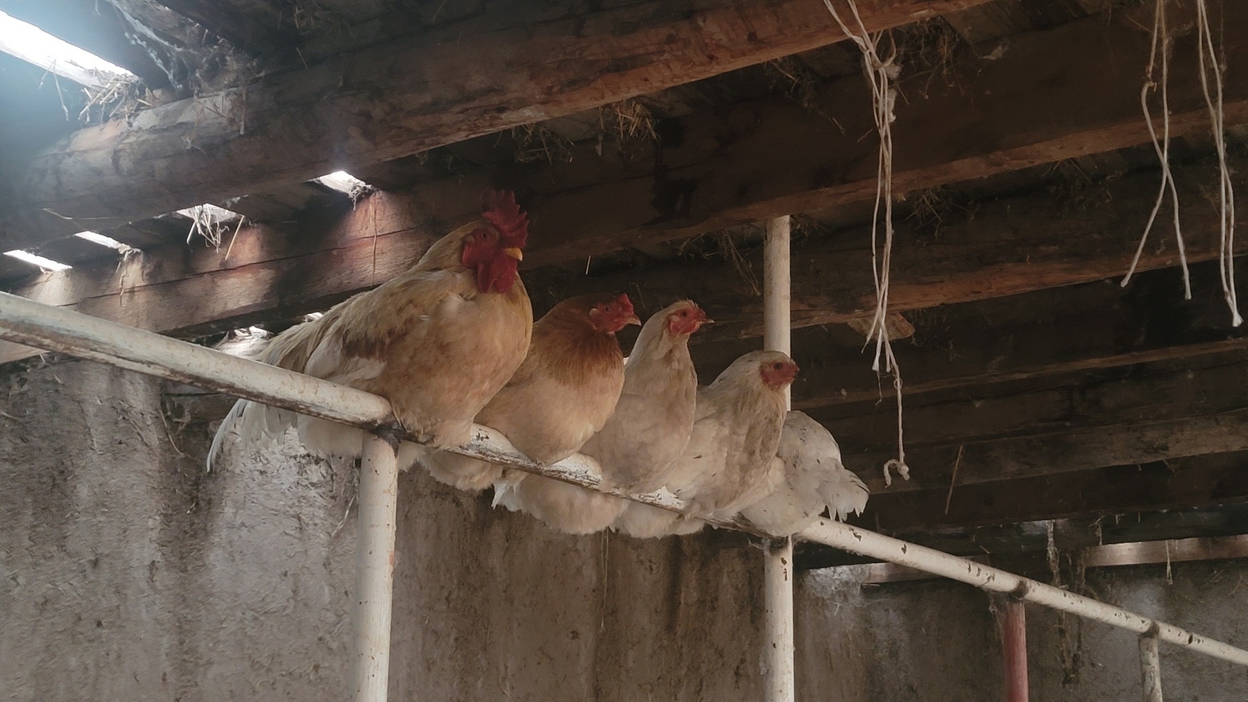 5 chickens (one facing away from camera) sitting on a white pole in a stable with a slatted roof