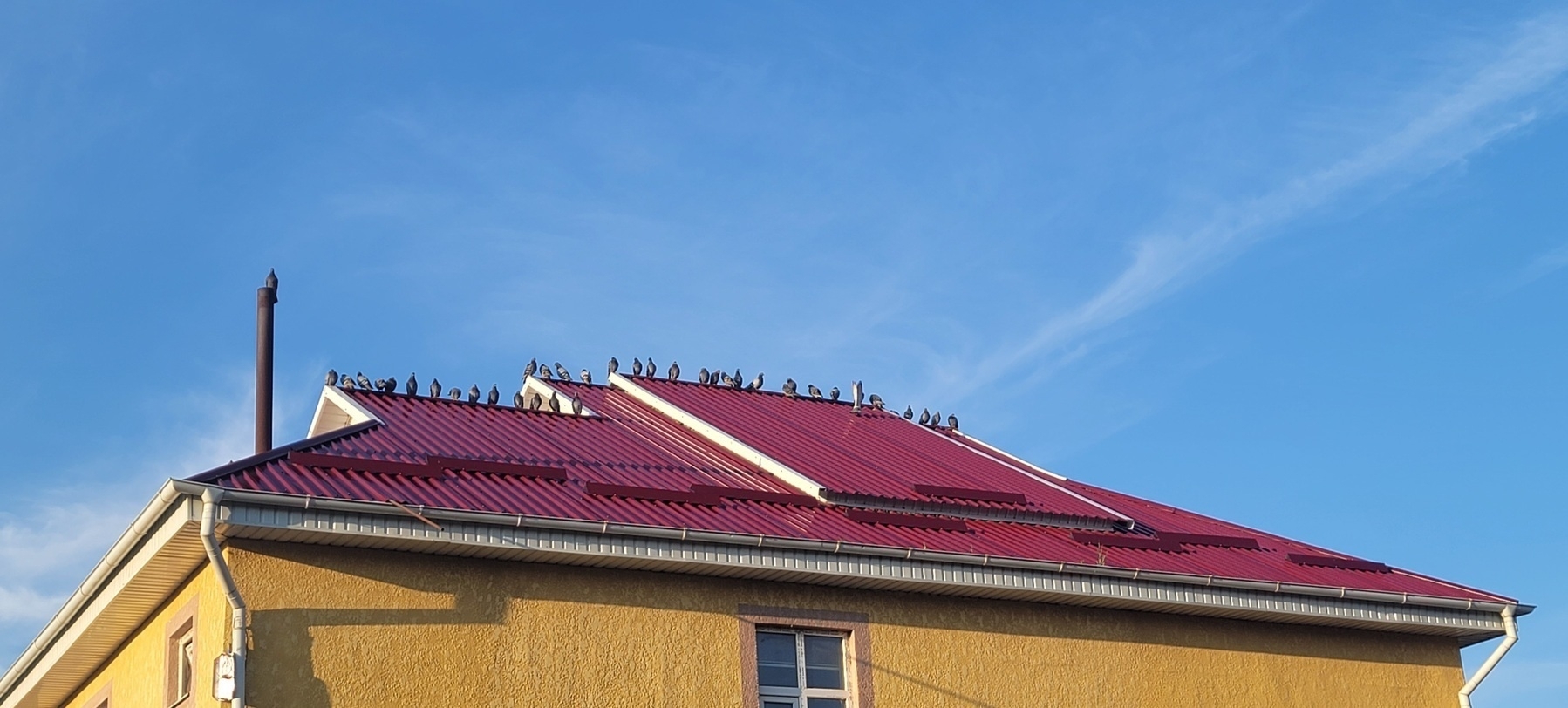 top part of a yellow house and red roof with about 35 pigeons on it against a blue sky