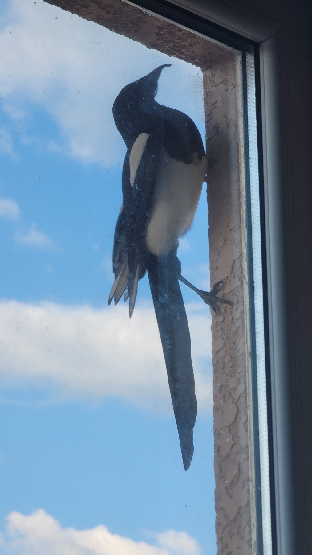magpie holding on to a wall with its feet outside a window