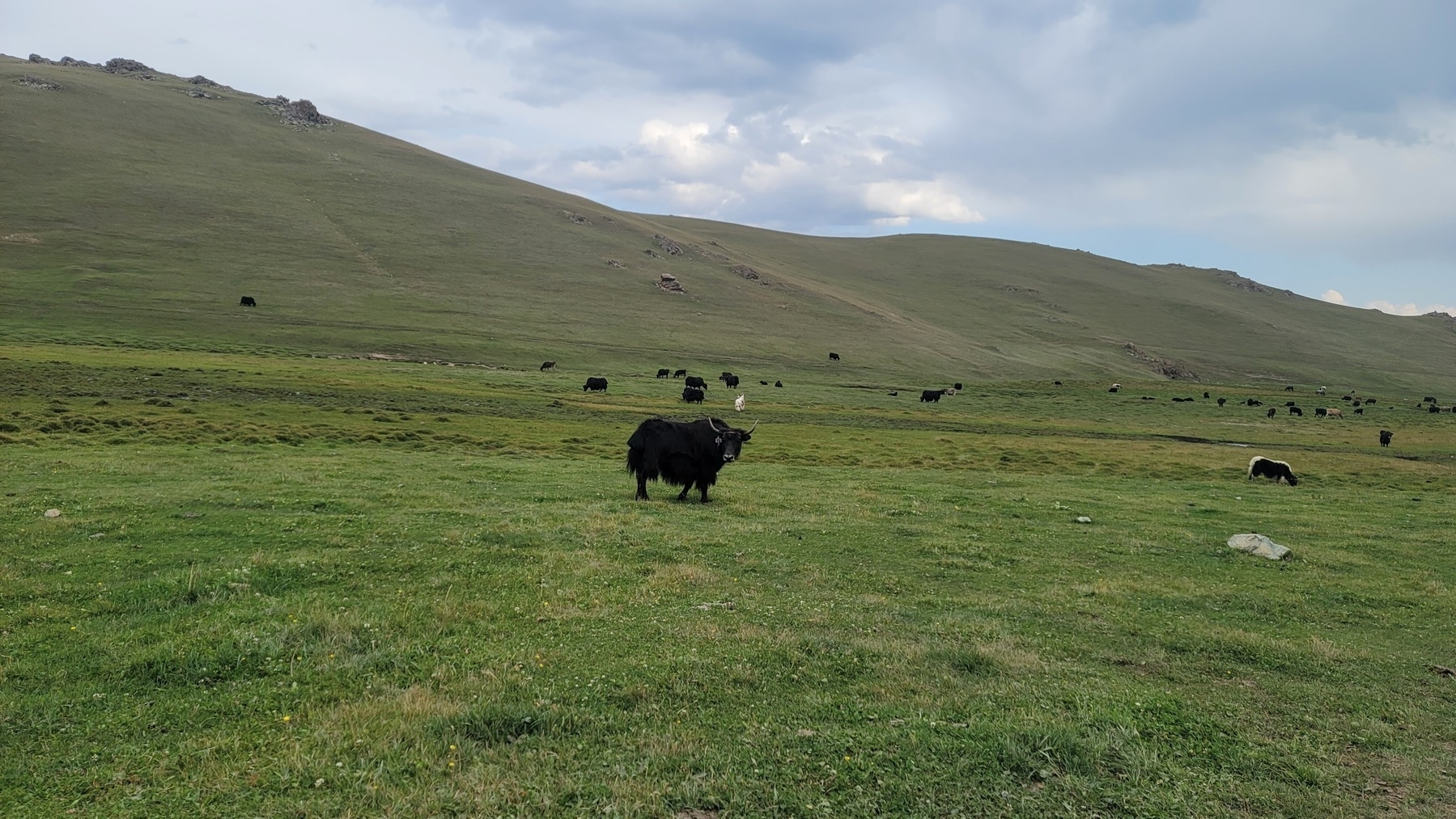 black yak looking at the camera and other yaks in the distance 