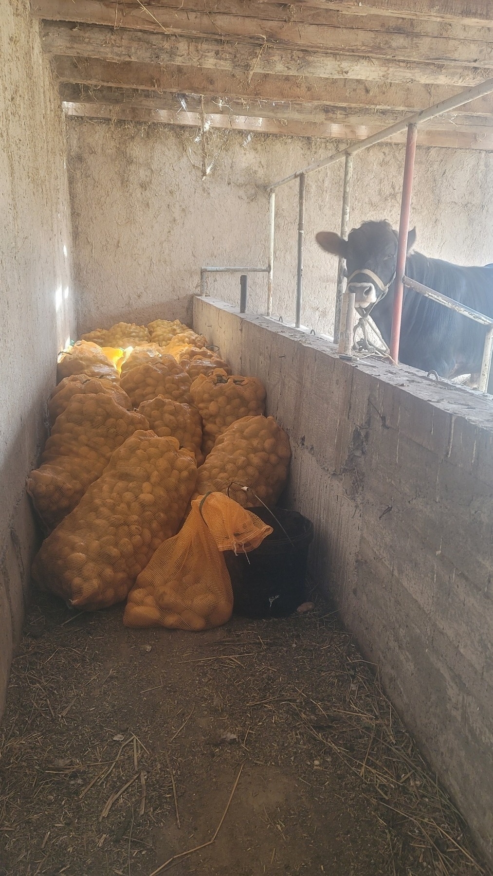 walkway next to a feed trough partially blocked by orange sacks of potatoes