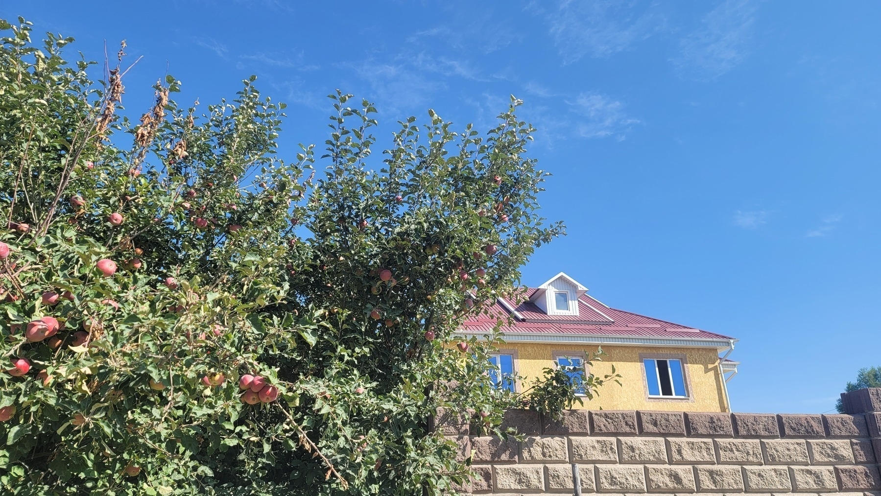 tree with red apples on the left; brown concrete fence with yellow house on the right