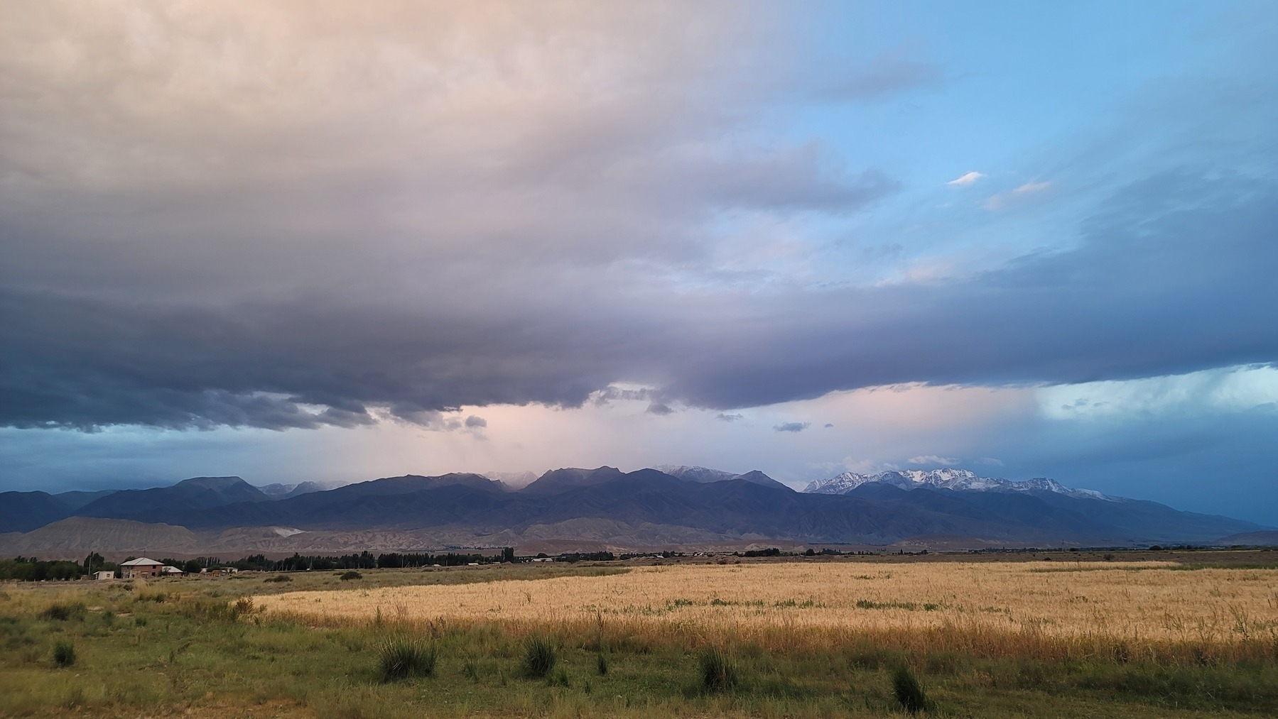 field of yellow (hay or barley?) surrounded by green. dark mountains, some with snow, in distance. blue and pale pink sky/clouds