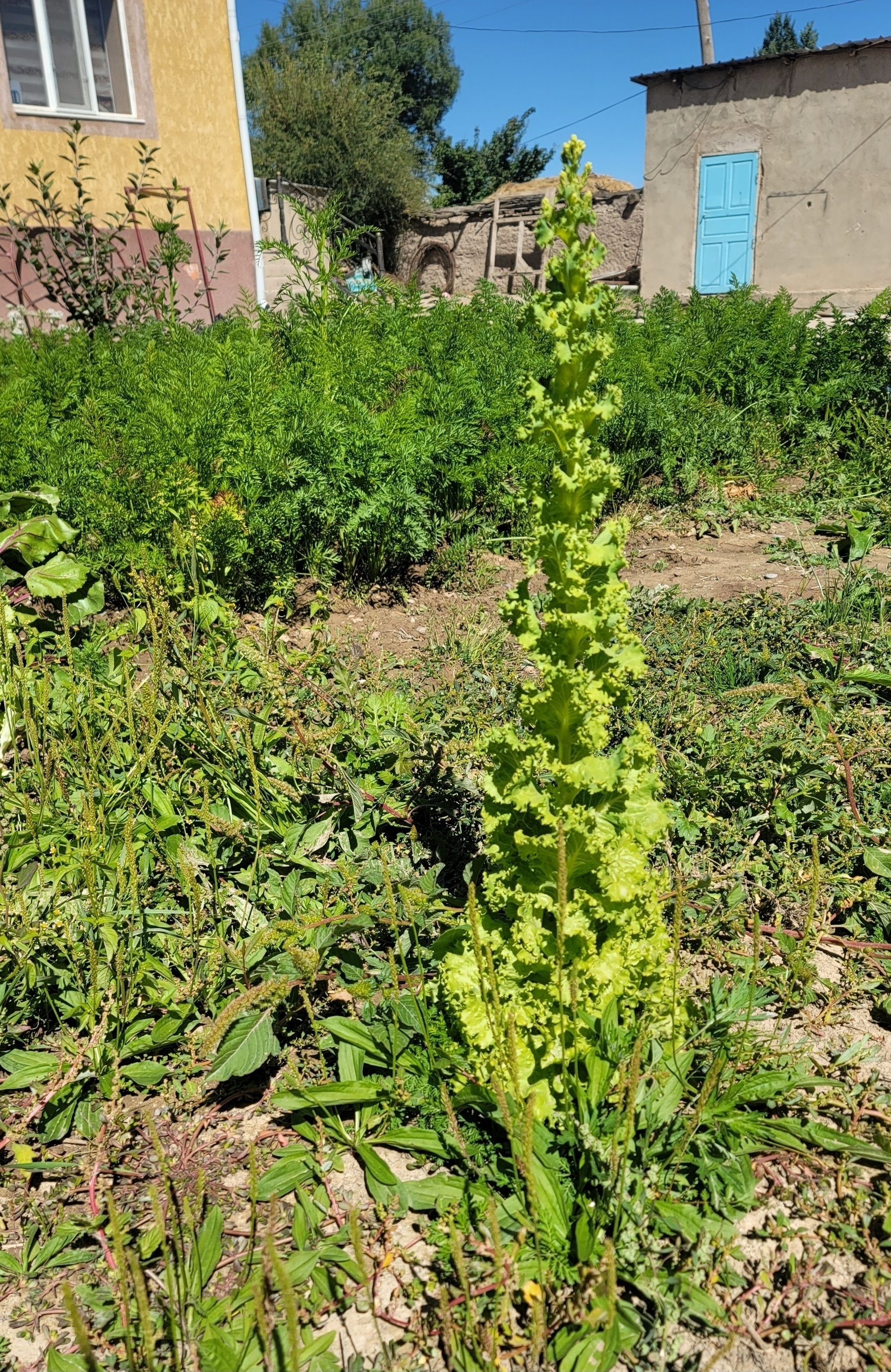 lettuce tower near a patch of growing carrots. yellow house and blue sky in background 