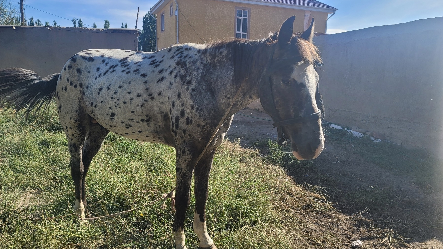 white/gray horse with black spots standing and wearing a black bridle