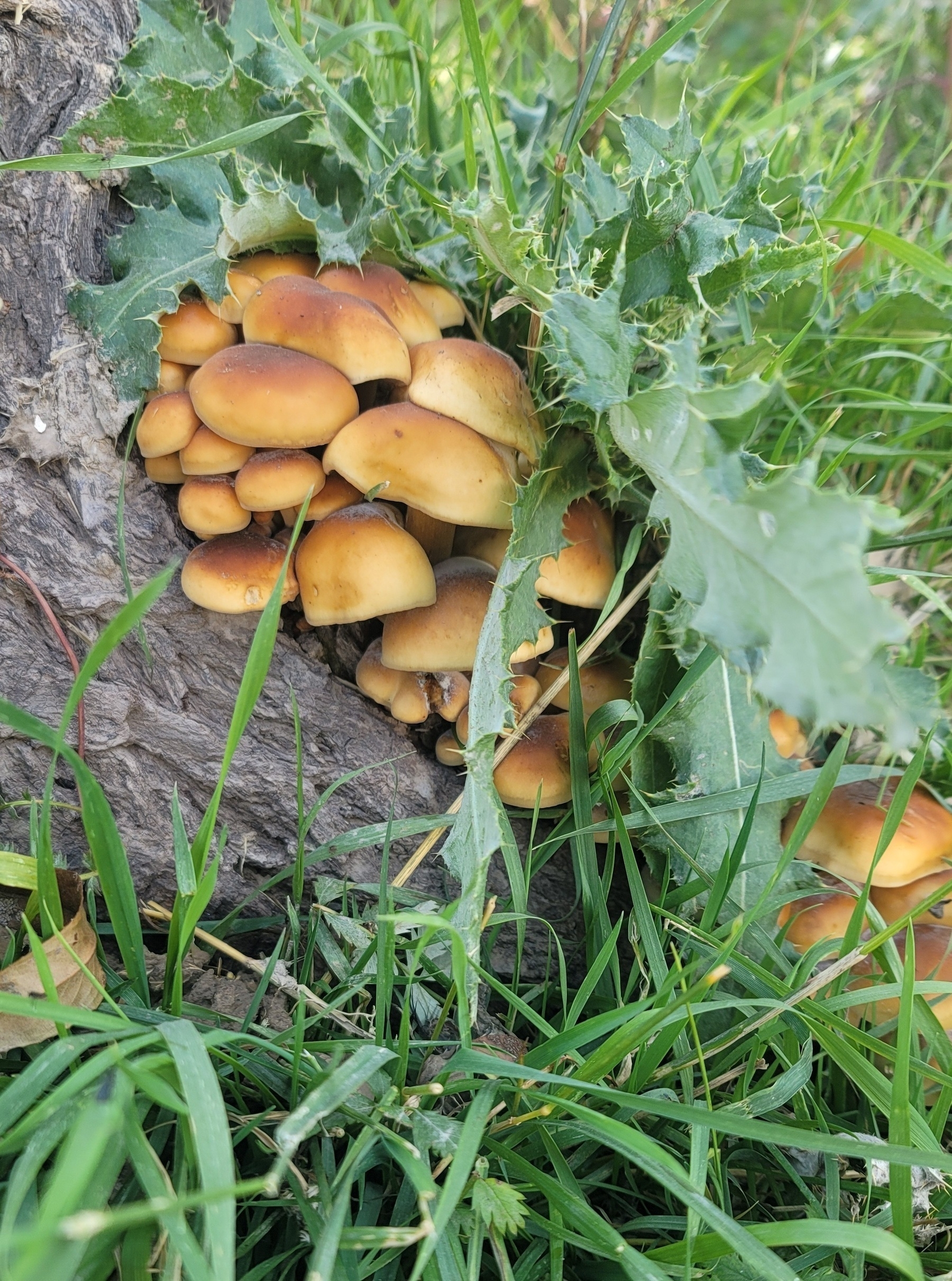 golden mushrooms with brown spots on the caps, next to a tree trunk