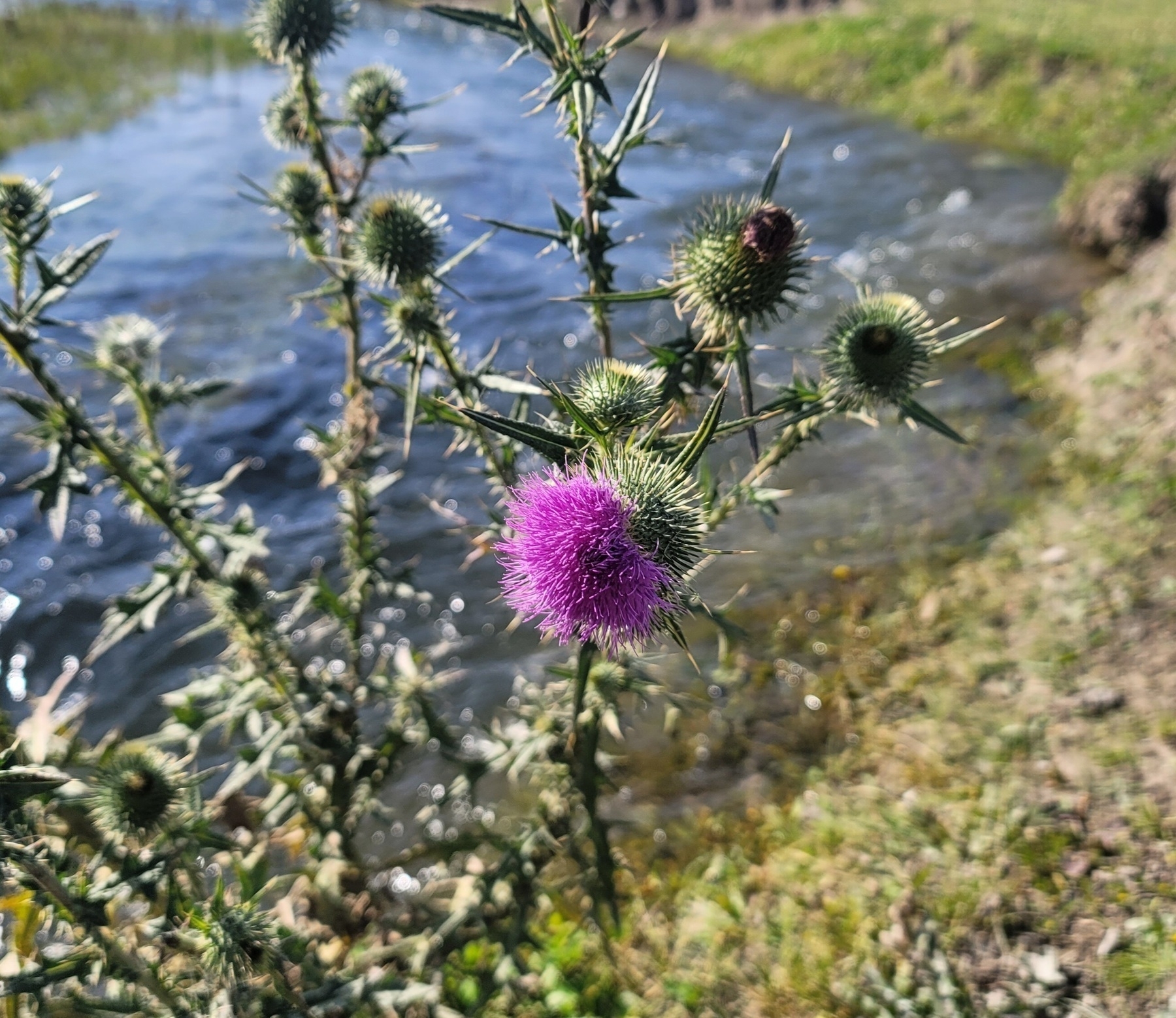 spiky pink flower next to a river 