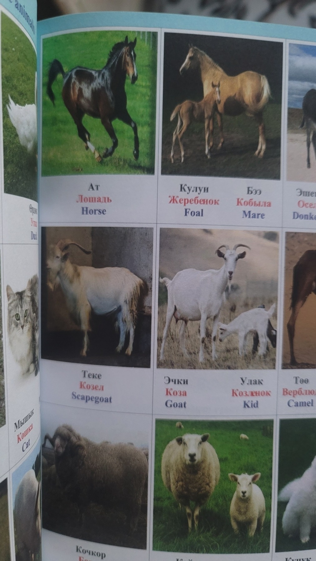 book page with pictures of domestic animals and the names underneath in Kyrgyz, Russian and English 