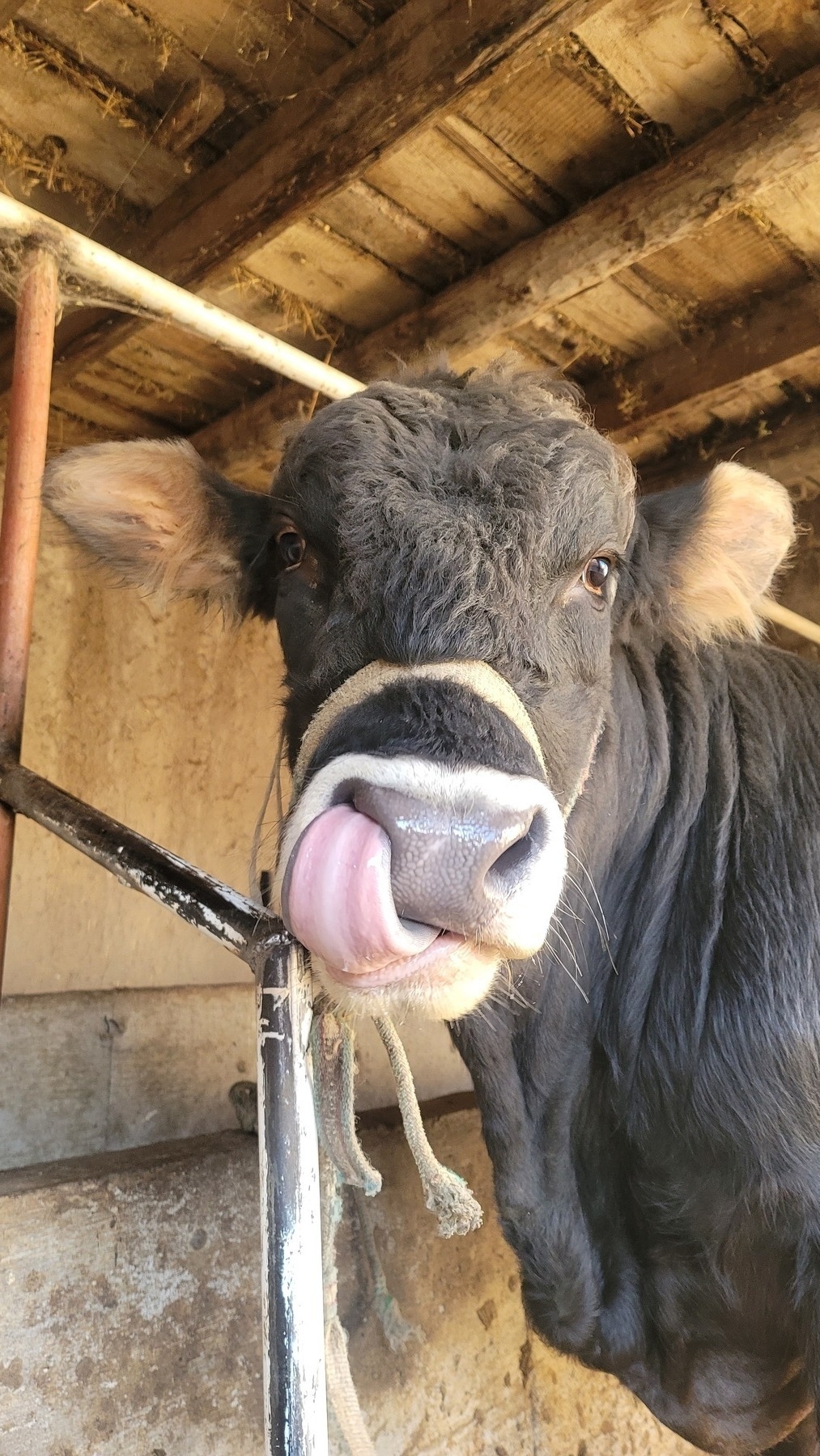 dark brown cow with its tongue in its nostril