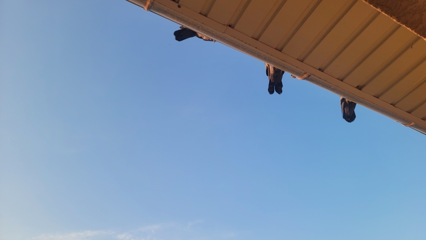 looking up at a roof overhang, bird tail feathers visible