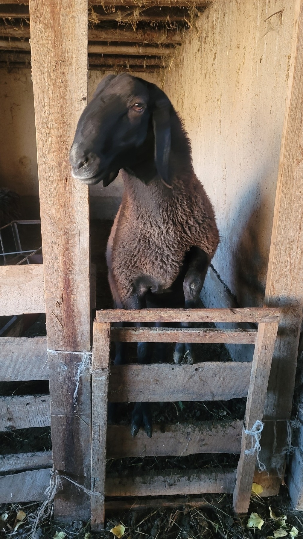 male sheep standing with its two front hooves on two intermediate slats of a small wooden door to the sheep pen