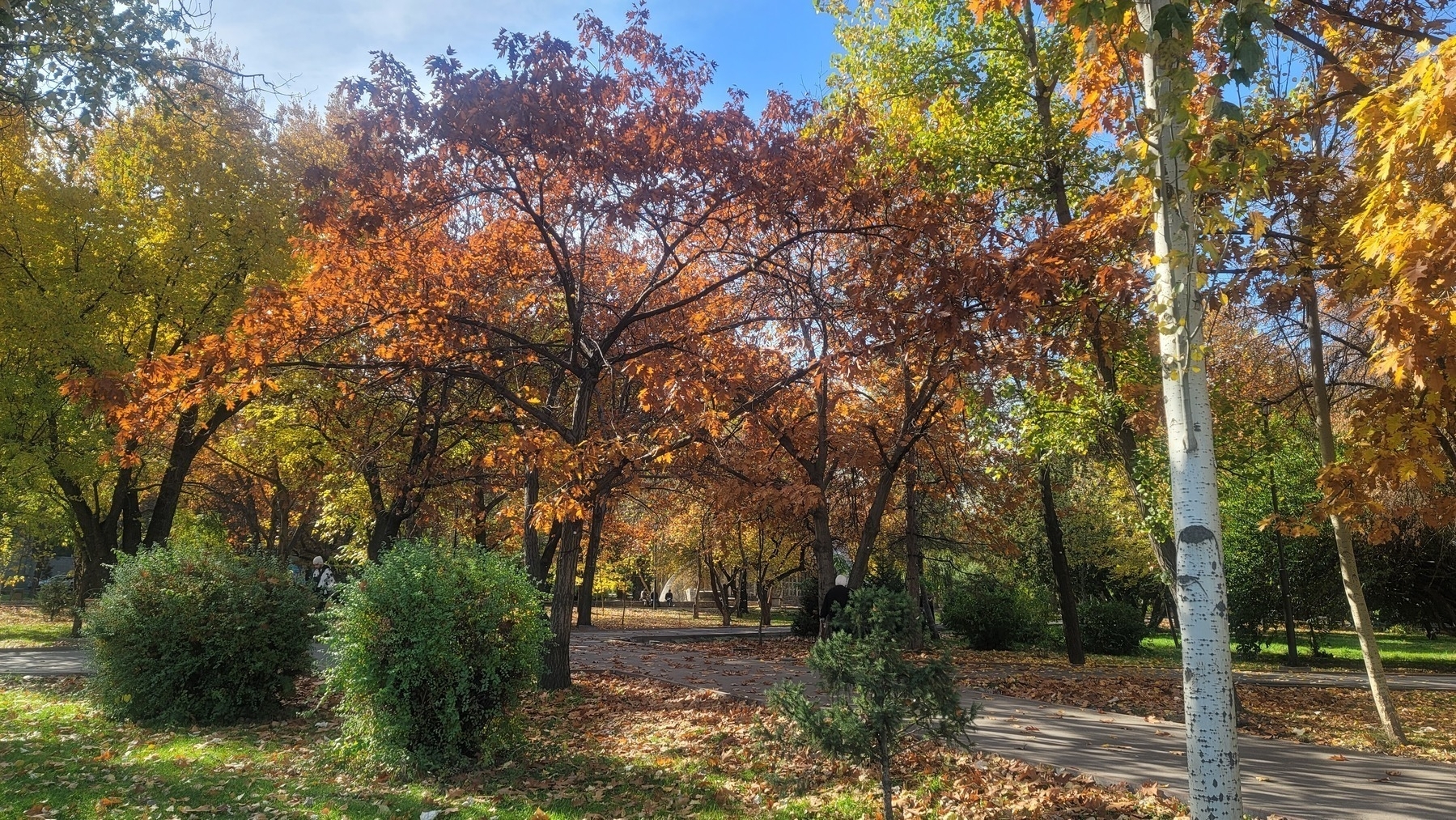 trees with green, orange, and yellow leaves in a small park