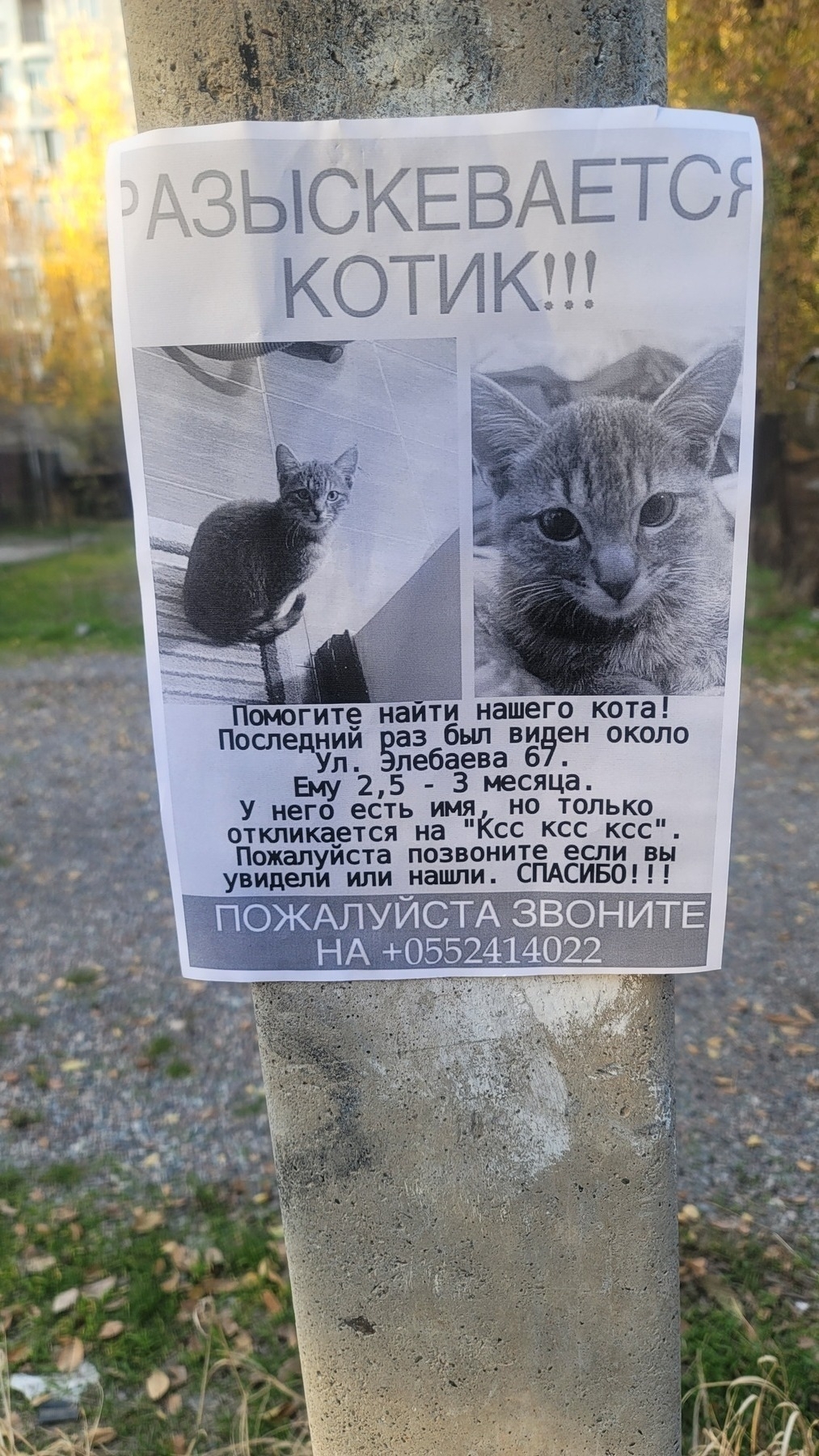 black and white paper missing cat poster attached to a concrete pole. written in Russian