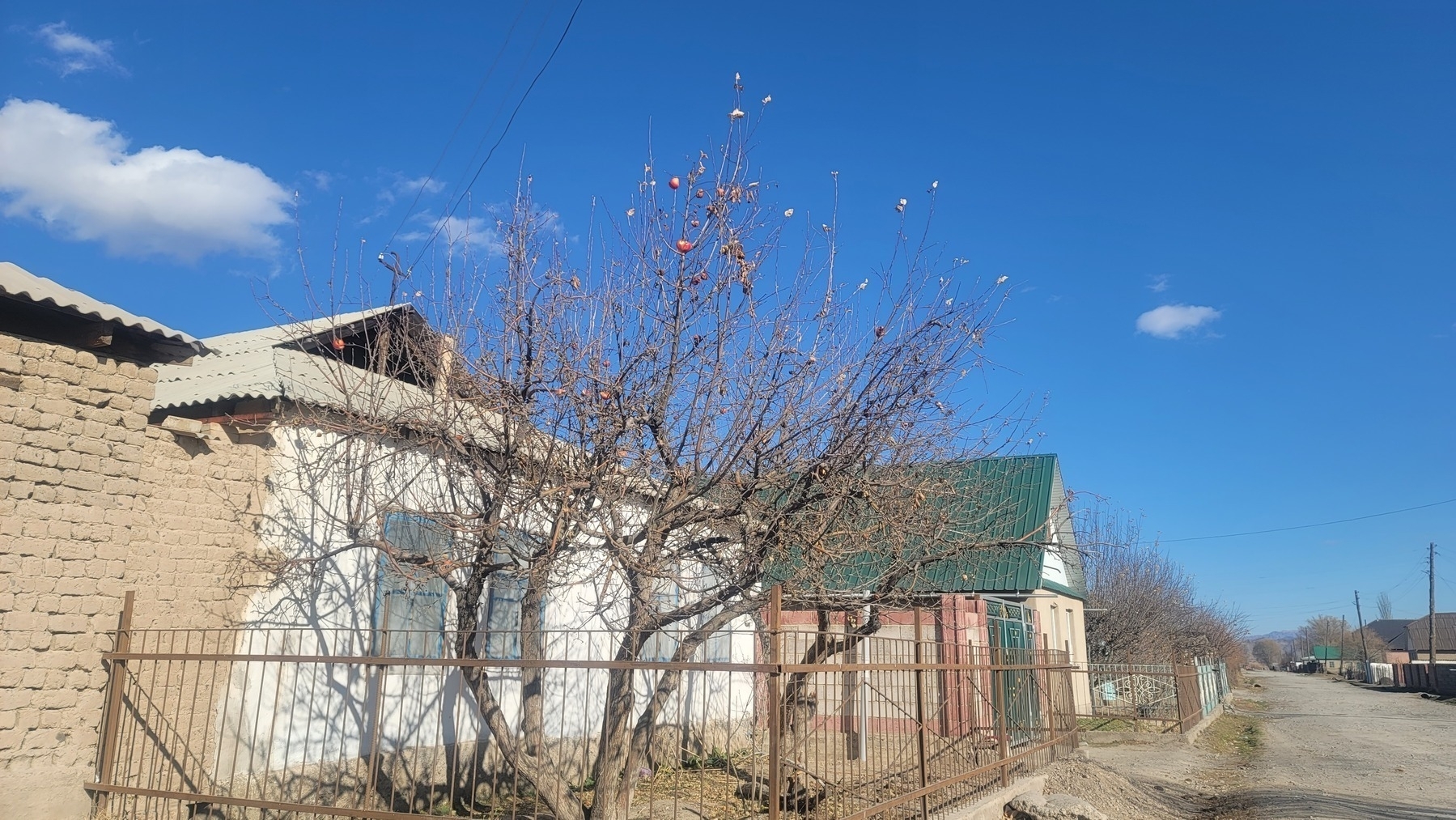 two nearly bare trees in front of a house; two red apples hanging from the top of one of the trees