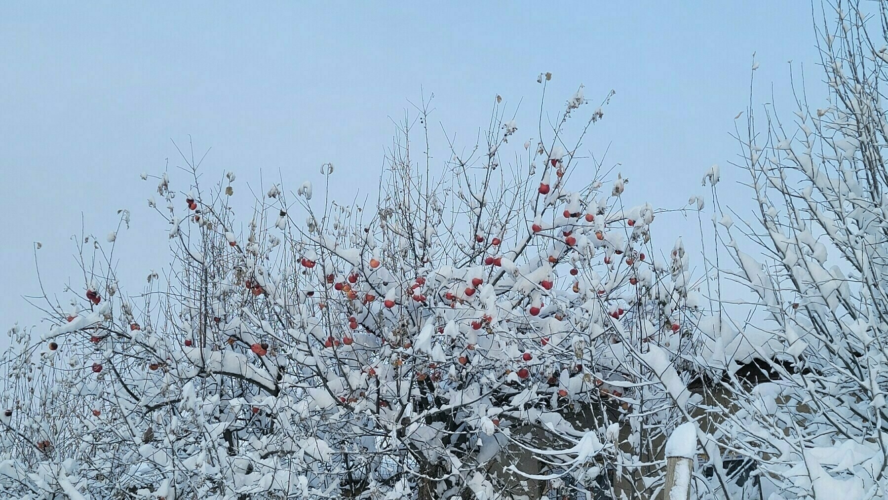 red apples on a tree with snow on the branches against a light blue (almost white) sky