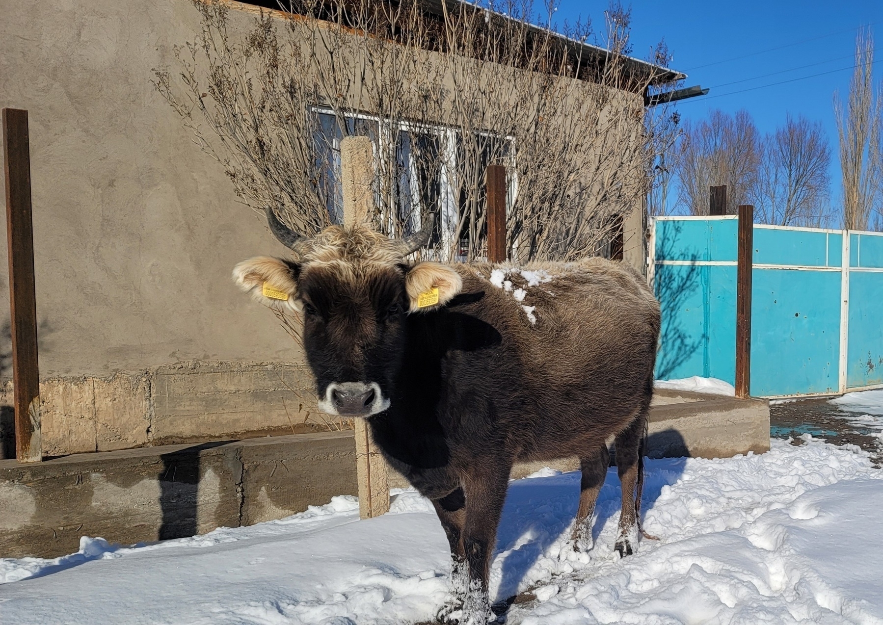 dark brown cow with a little snow on its back standing in front of a house and gate, in the snow