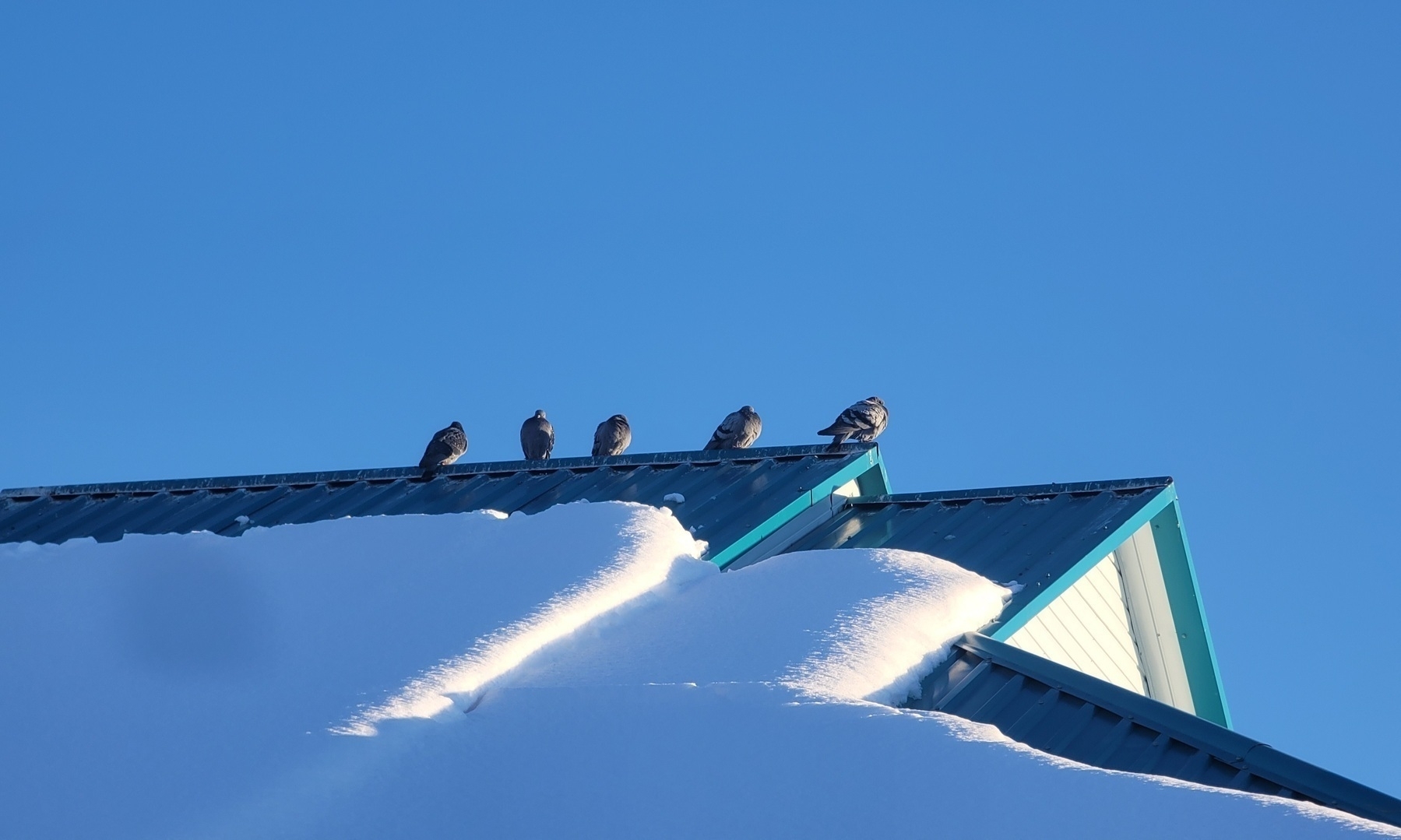 pigeons on a teal roof with snow 