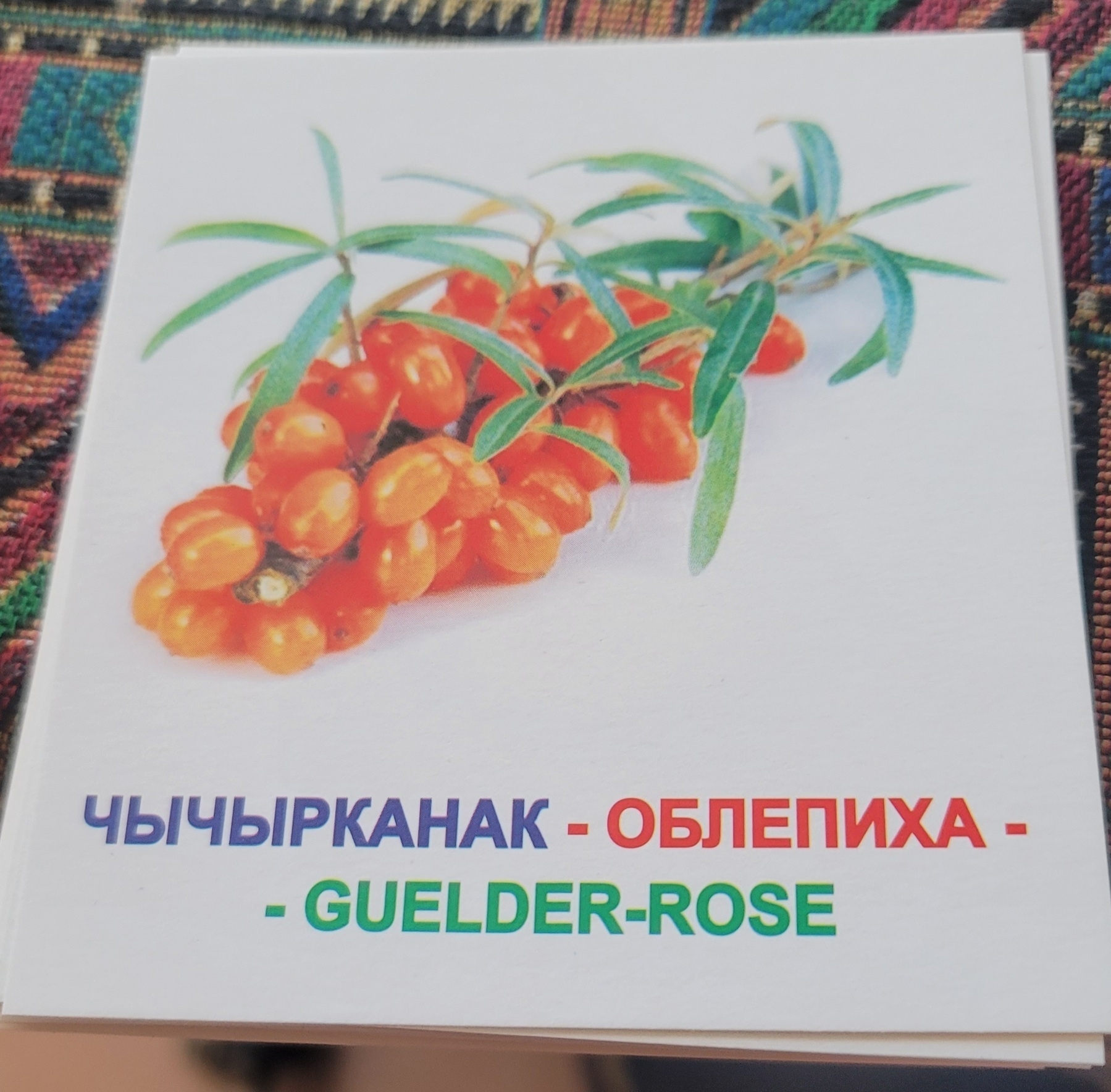 picture of a bunch of orange sea buckthorn berries on a branch with the Kyrgyz, Russian and (wrong?) English names underneath (чычырканак, облепиха, guelder-rose)