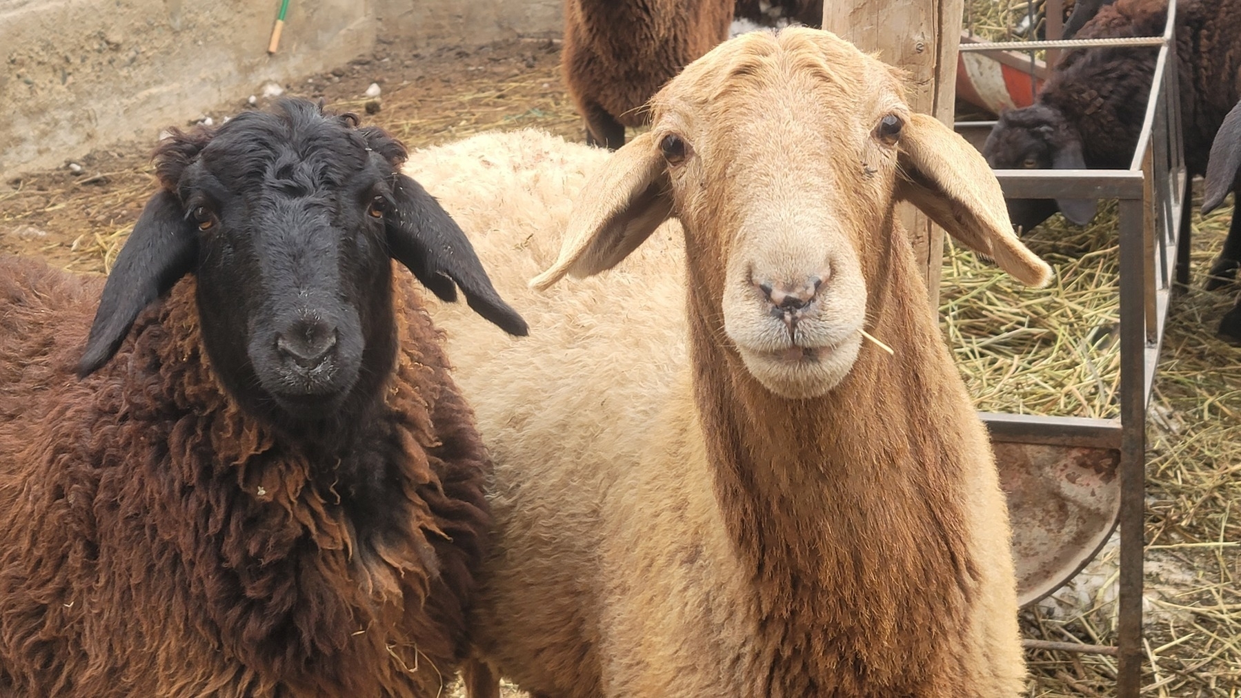 one light brown sheep, one sheep with a black head and brown wool looking at the camera