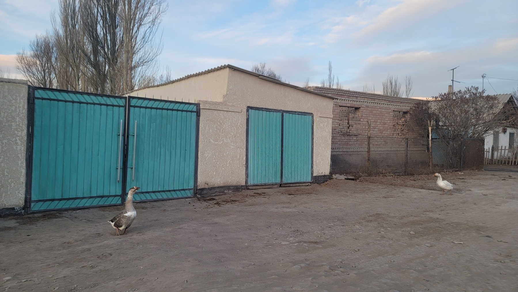 two geese (one white, one gray and white) in front of a house with a teal gate