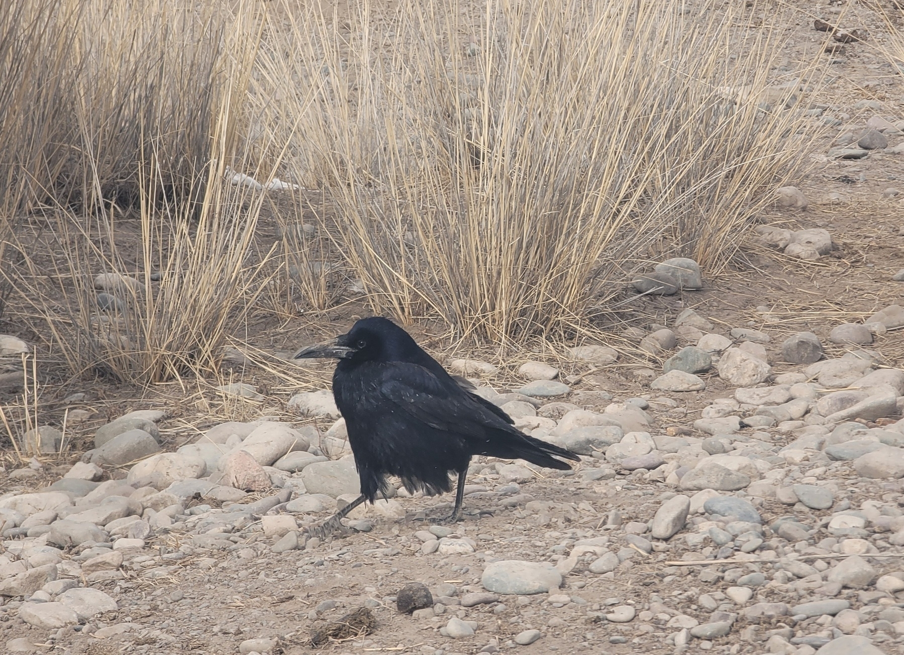 small and plump-looking raven walking across ground with rocks on it (grass behind the raven)