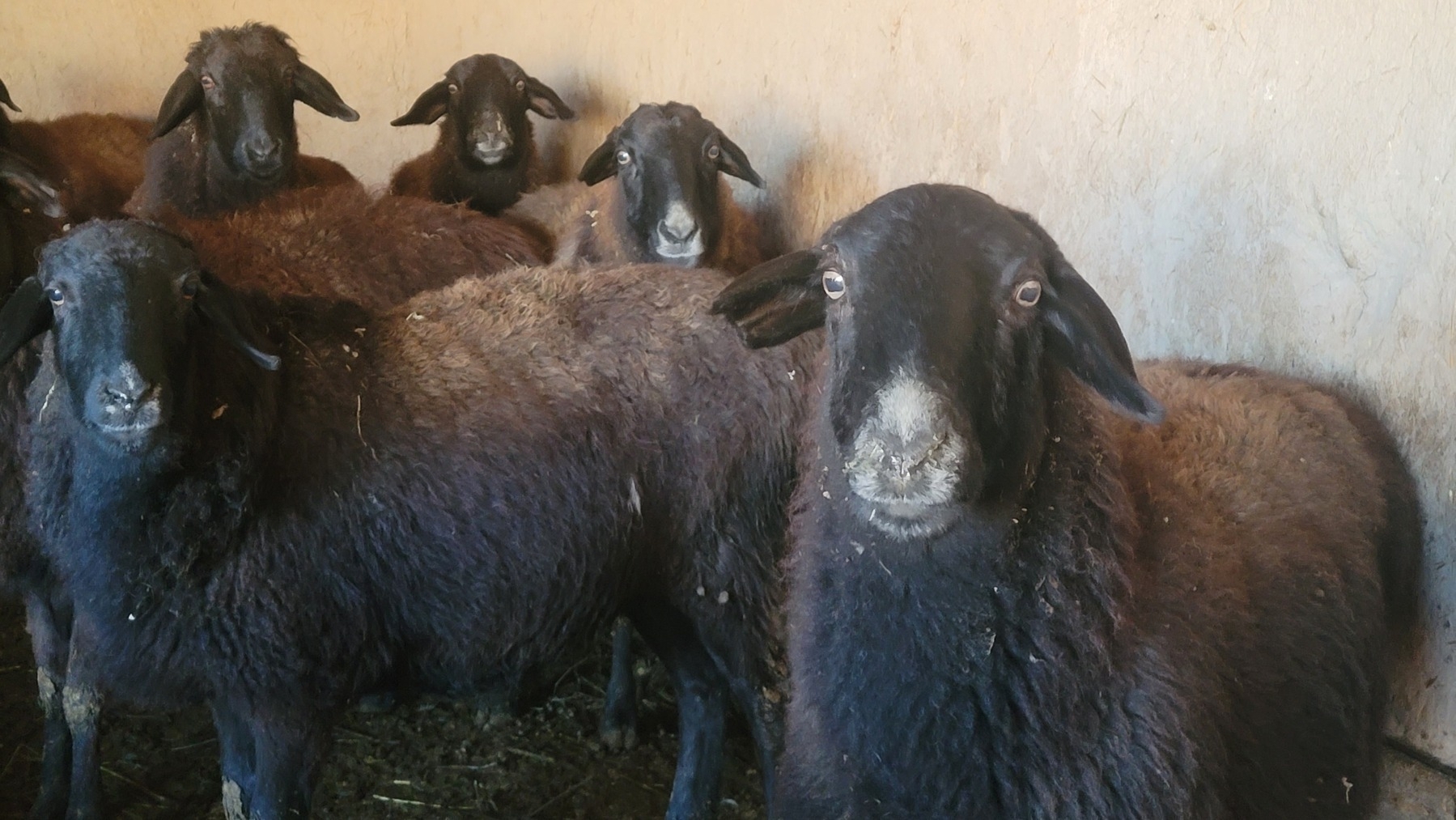 five dark brown sheep with wide eyes and alert ears