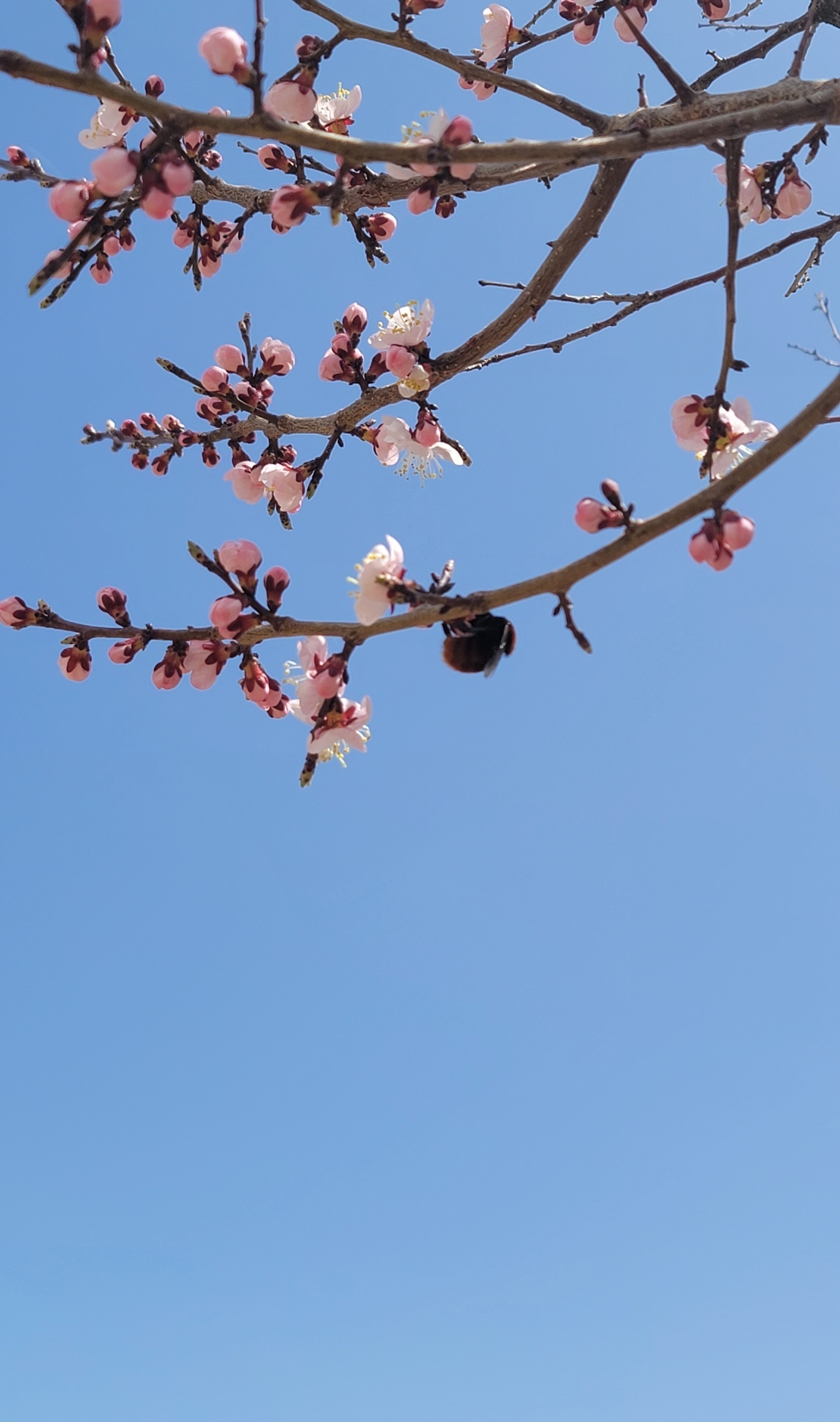 pink blossoms on thin branches in the top half of the picture, over a blue sky