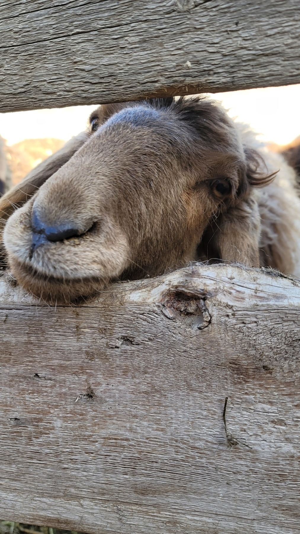 light brown sheep resting its head in the gap between two slats of a wooden fence