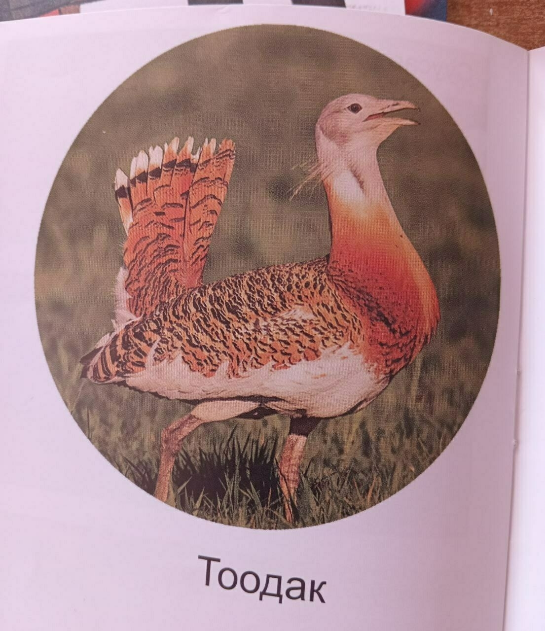 circular picture of a Great bustard bird, which looks a little bit like a small turkey or pheasant with the Kyrgyz name (тоодак) underneath