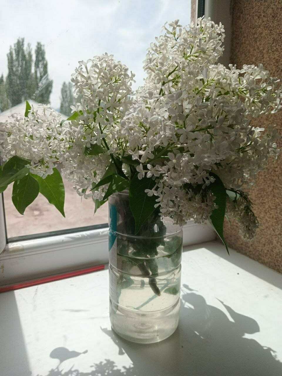 small white flowers in a plastic container with water on a windowsill