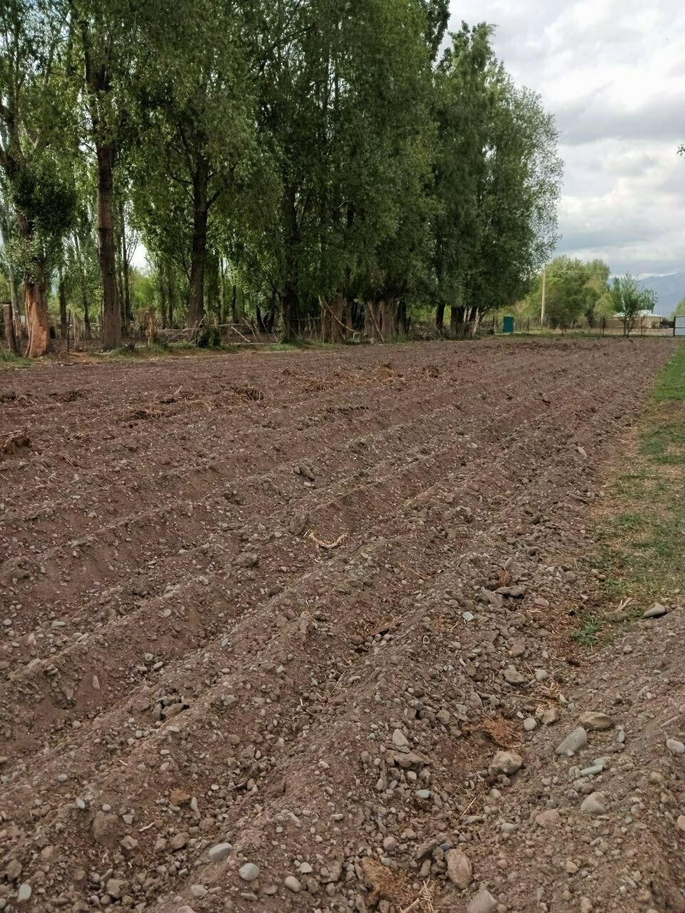 field with soil formed into rows