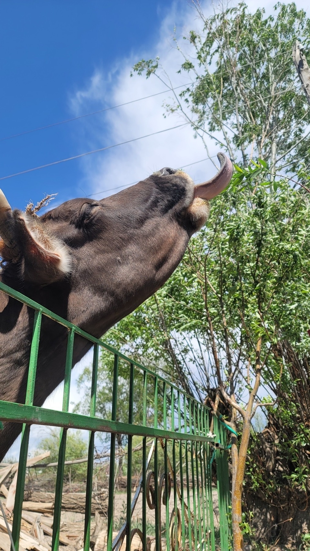 brown cow with head raised and tongue extended to eat a small branch of leaves