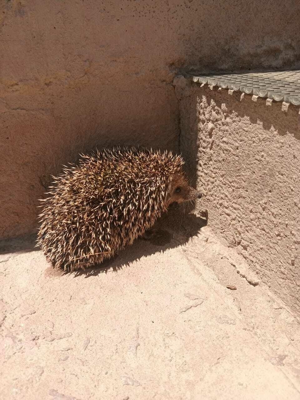 small hedgehog next to a concrete step