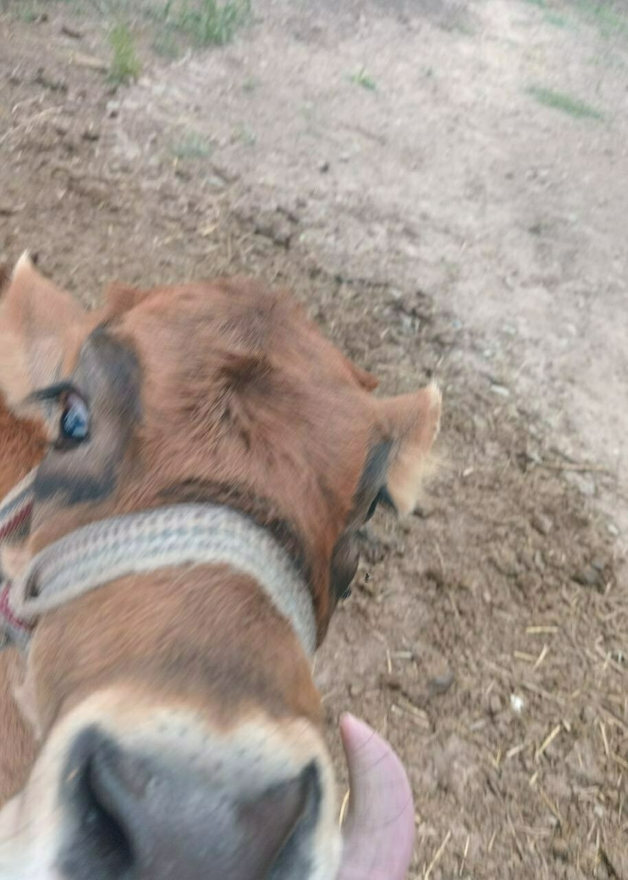 brown calf with black circles around her eyes looking up at the camera with her tongue hanging out