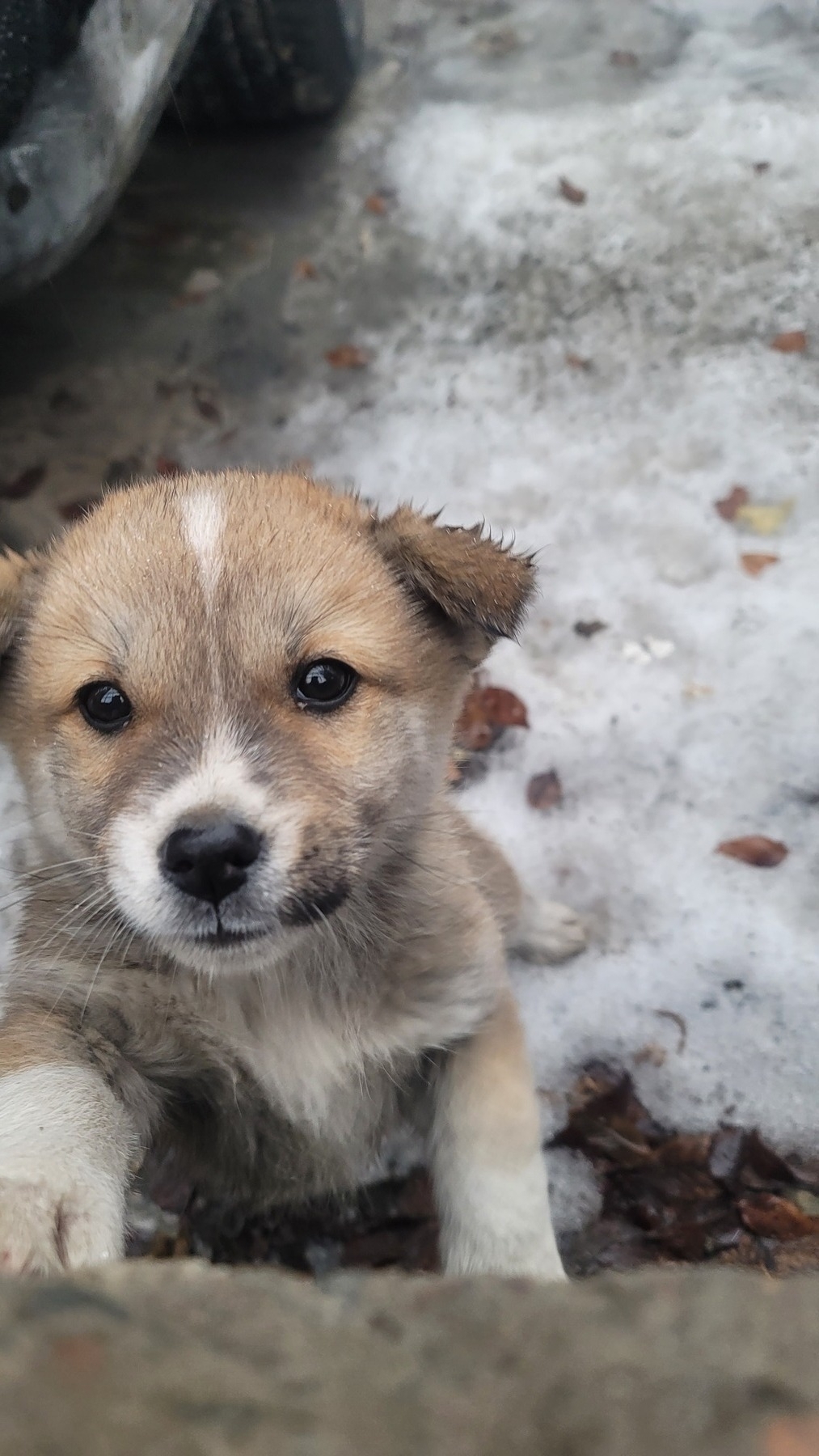 brown and white puppy looking up at the camera