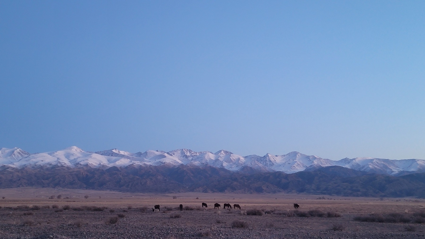 dark brown horses grazing, snow-capped mountains in the background. light blue sky