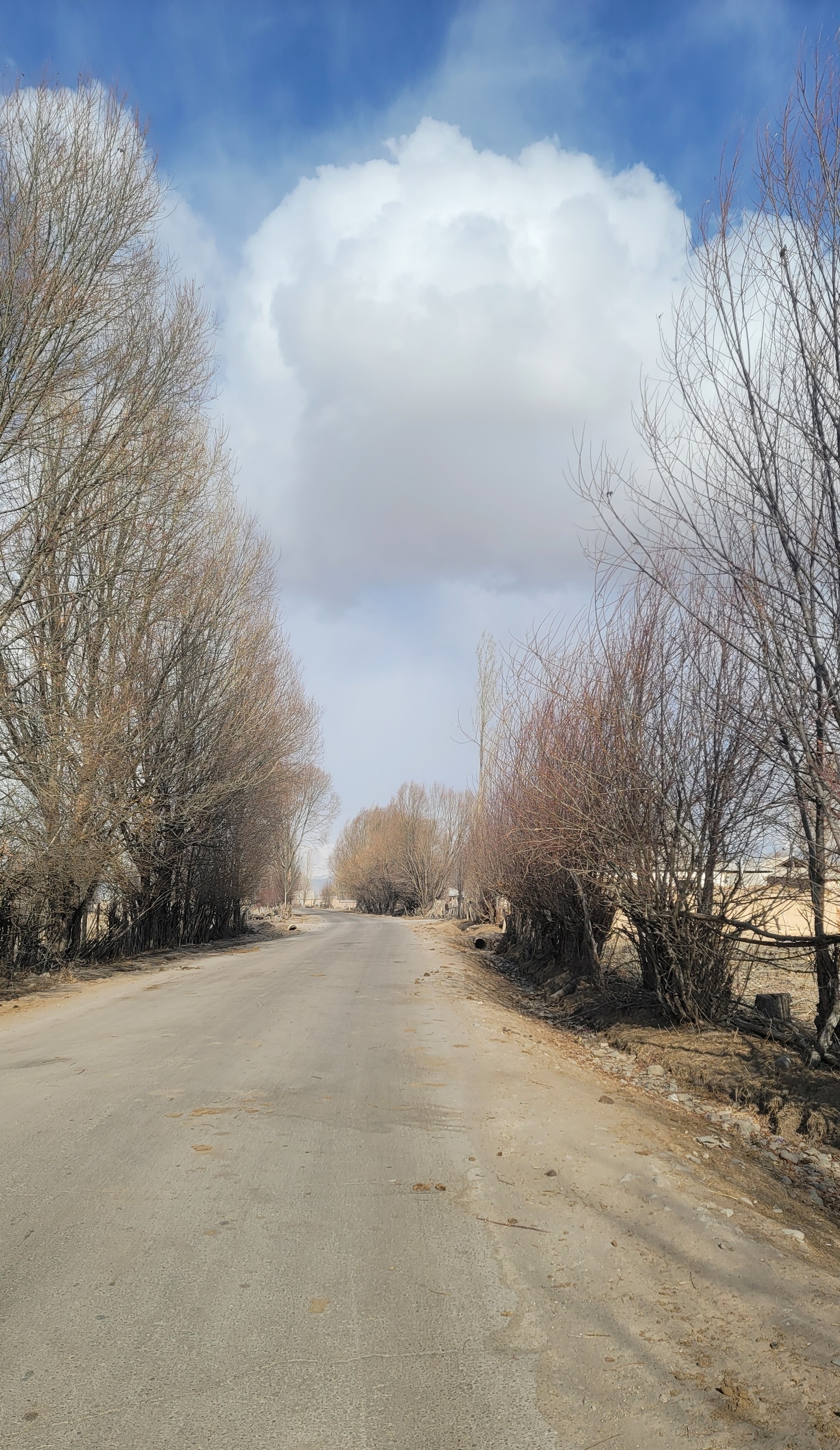 looking down a village road with leafless trees on both sides and sky with a large white cloud looming ahead