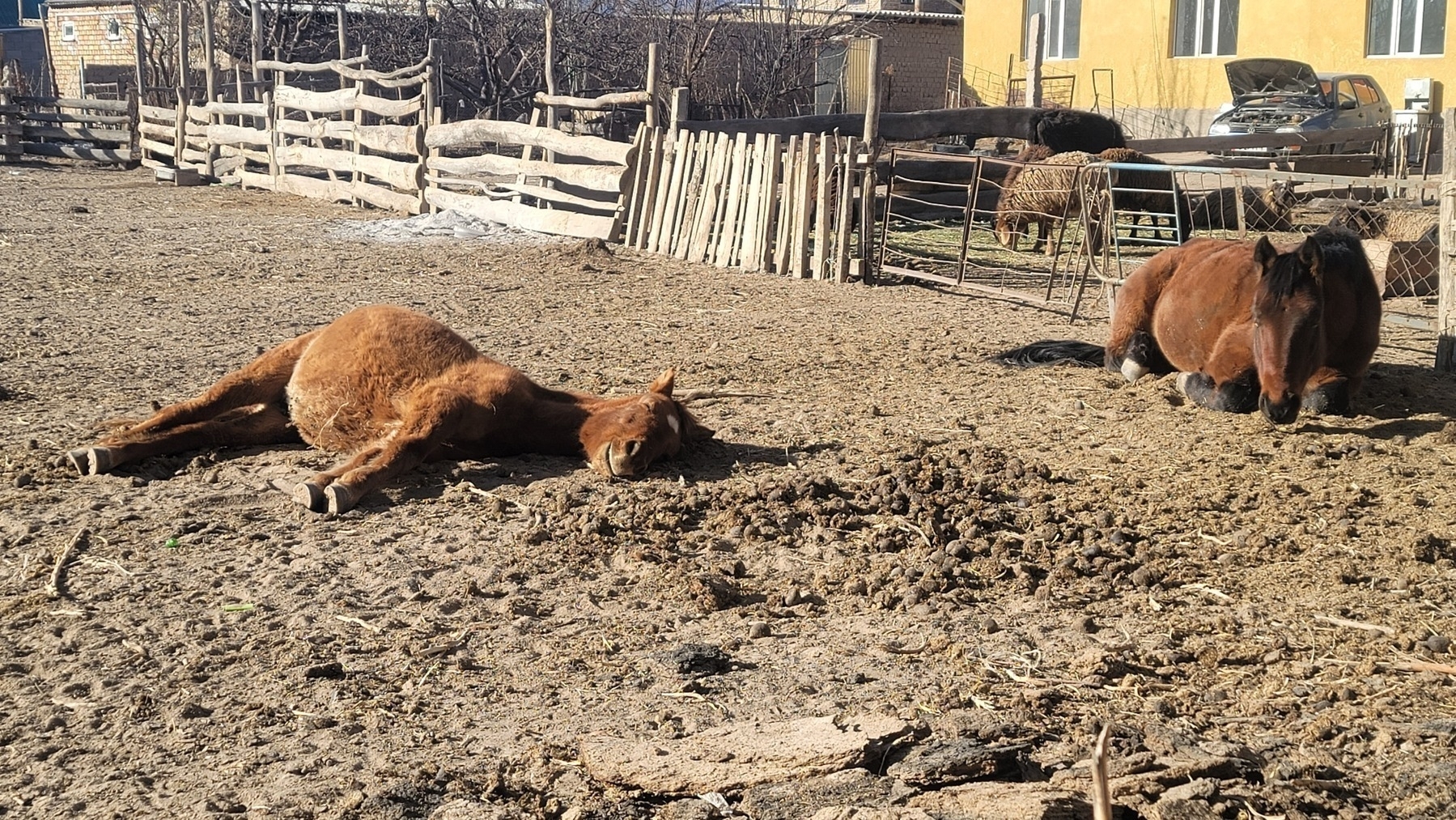 brown horse laying on the ground on its side; on the right, another brown horse sitting on the ground