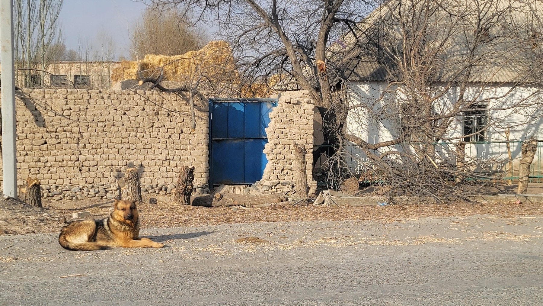 dog lying on gravel street in front of a house and fence