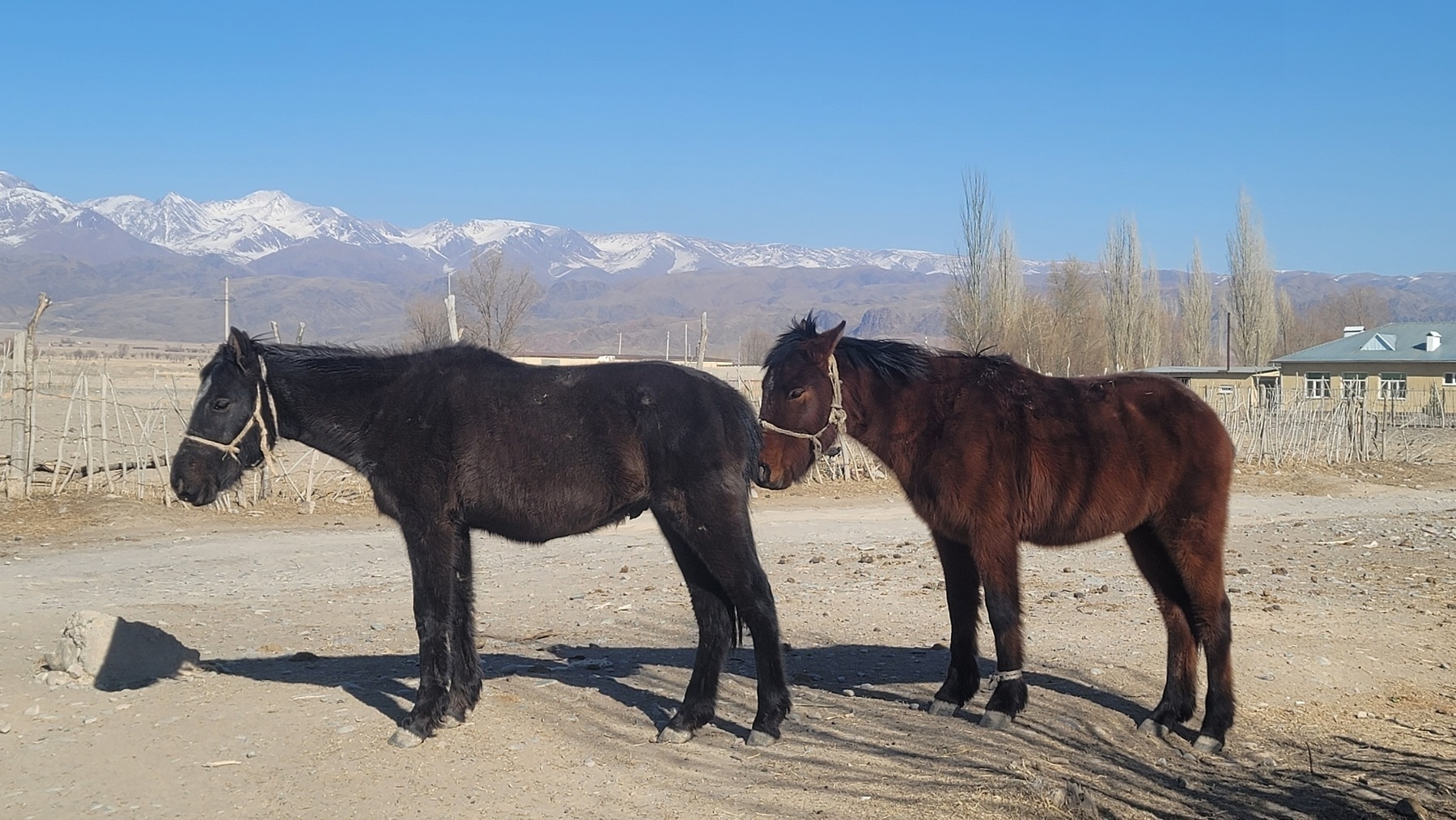 two young horses, one black and one dark brown, standing on a dirt road